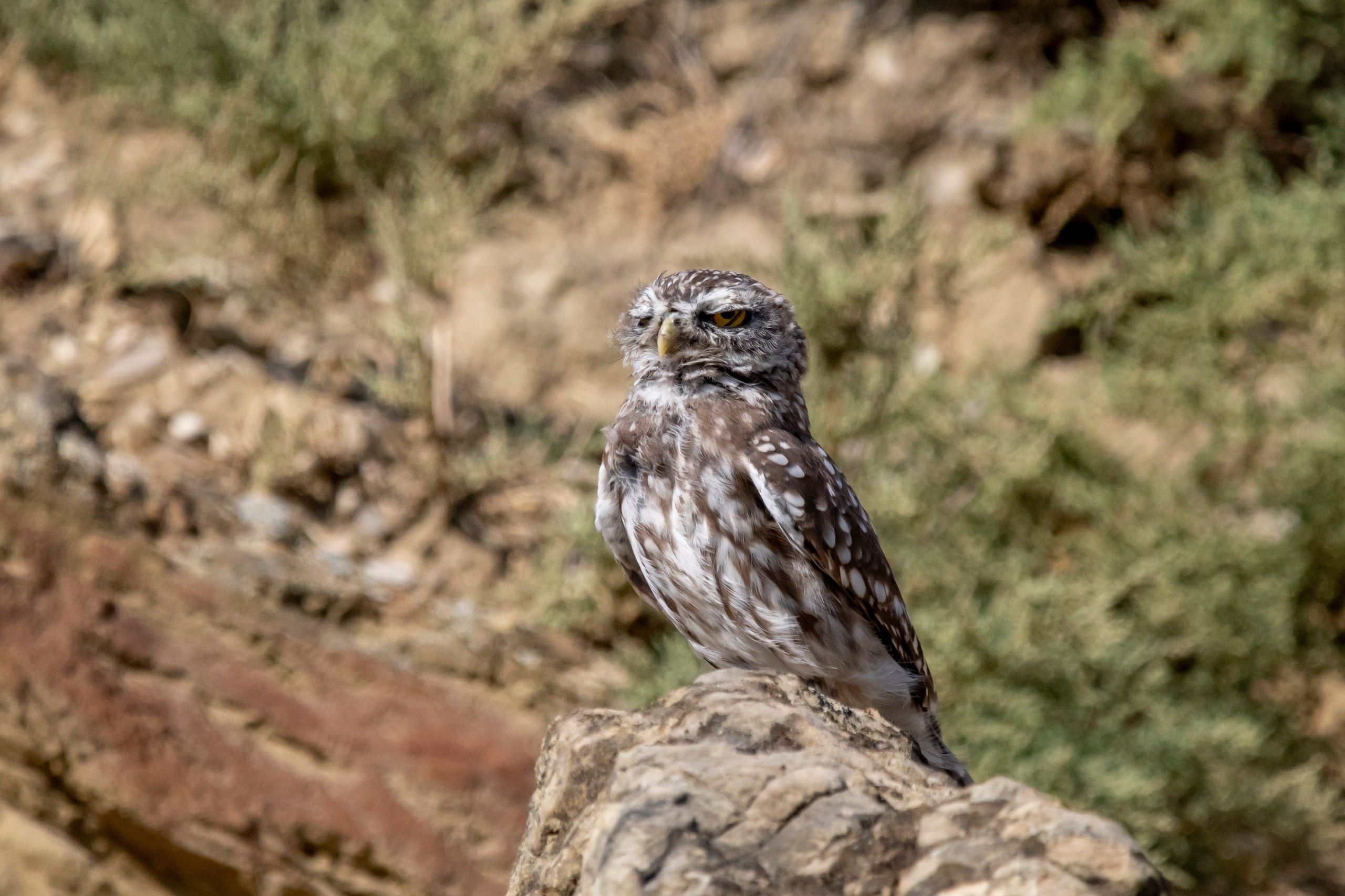 Природа Дагестана, сентябрь 2024. Foto-Zuev фотография как искусство