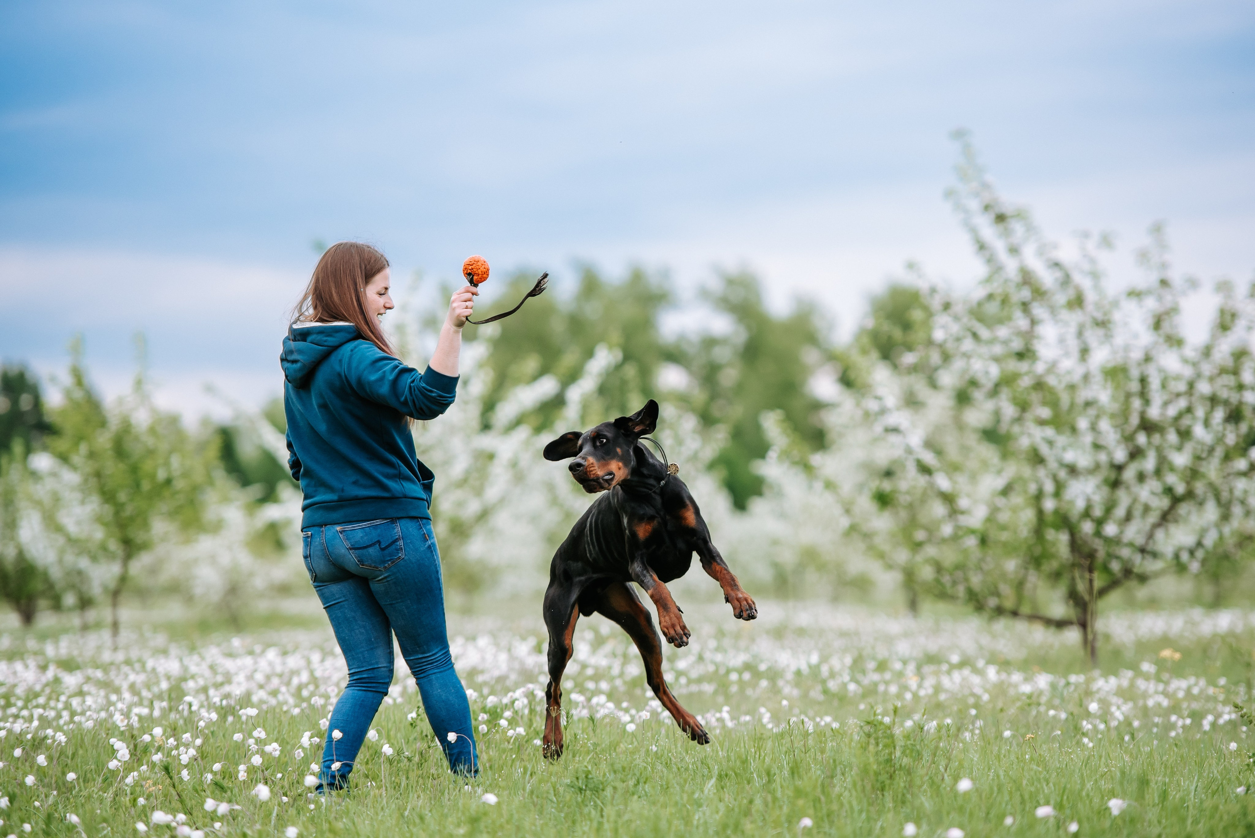Цветение с доберманами. Фотограф Диана Оленина Красноярск / Братск