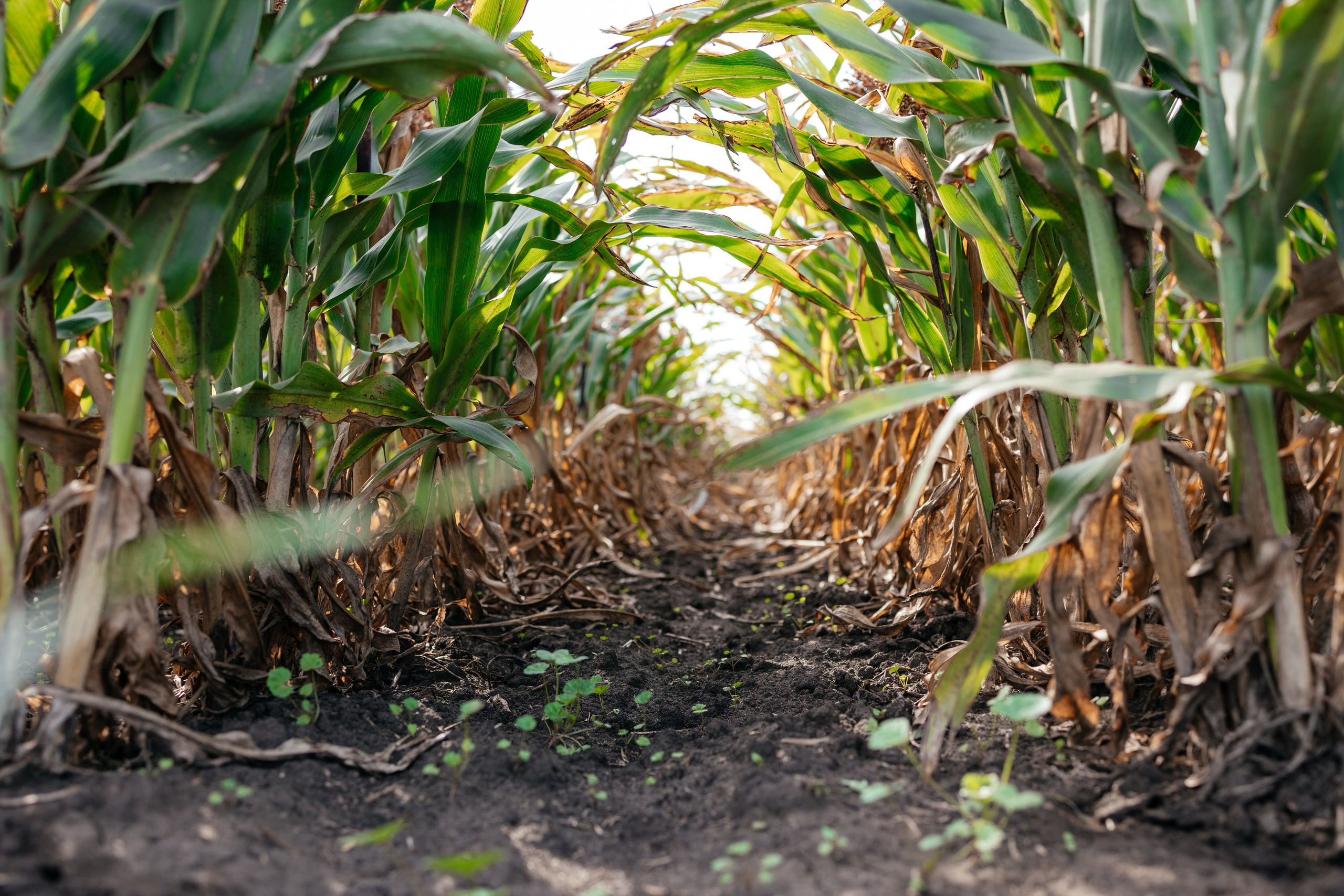 День поля. Фотограф Крохин Олег