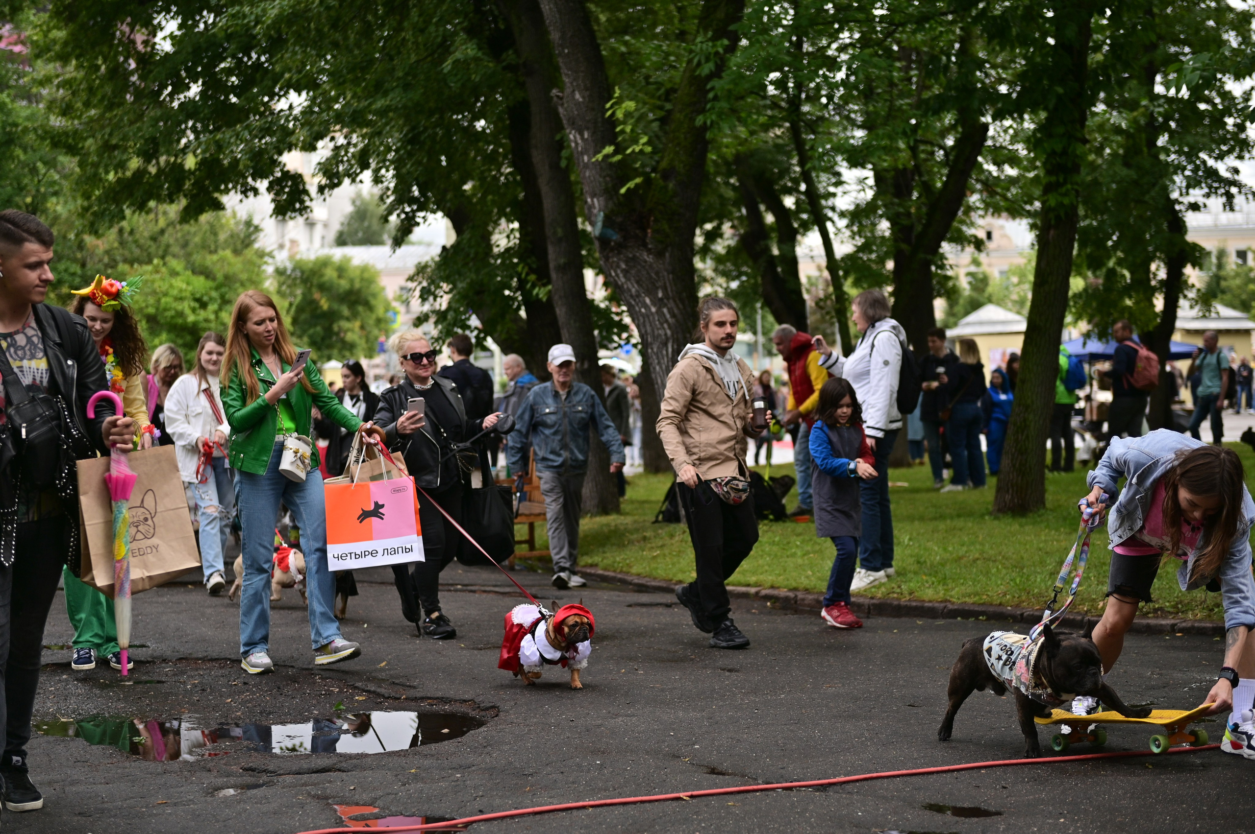 Парад французский бульдогов. Анна Пушина, фотограф, Москва, Королев, Пушкино