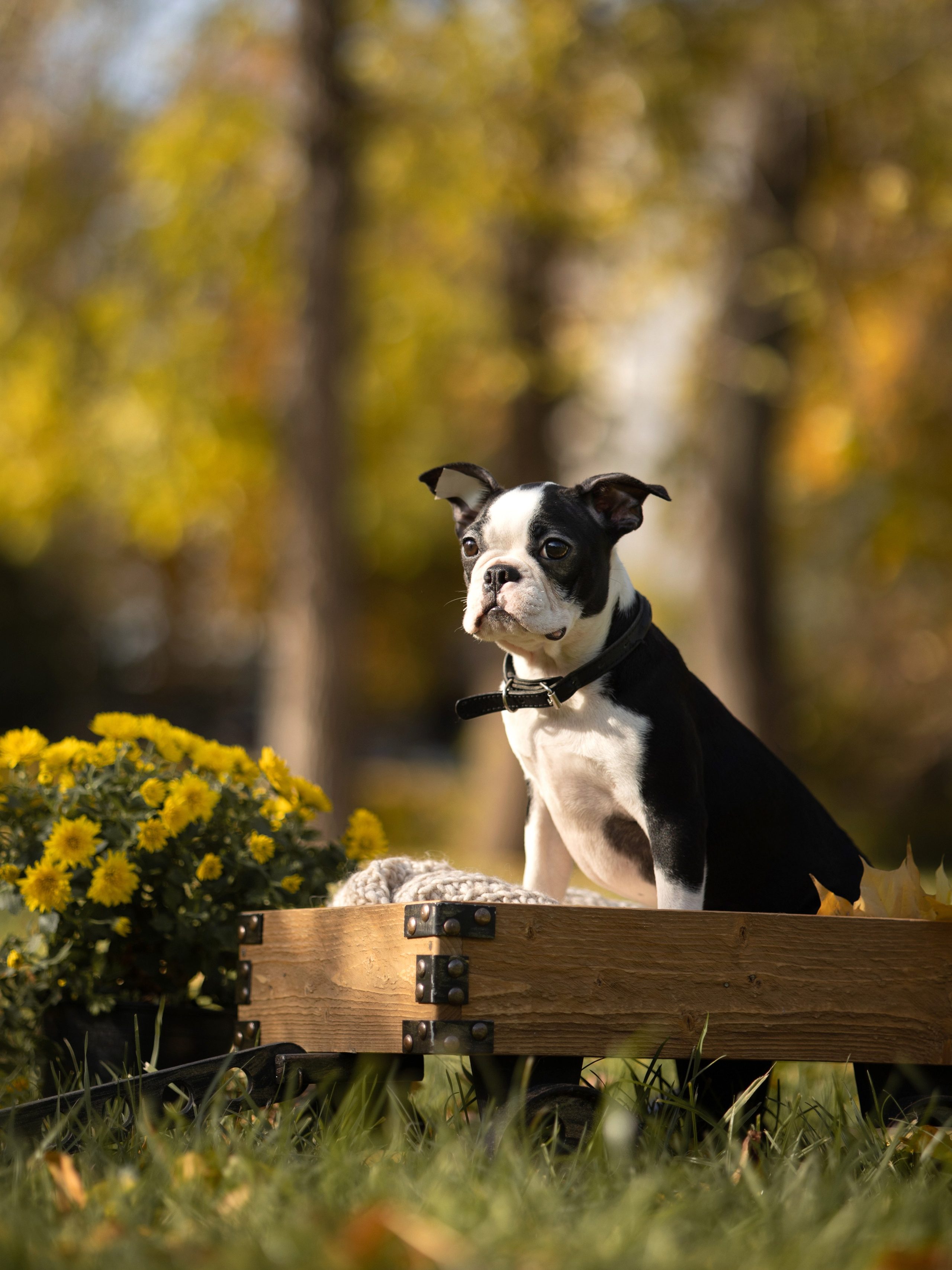 Щенки бостики. Главная