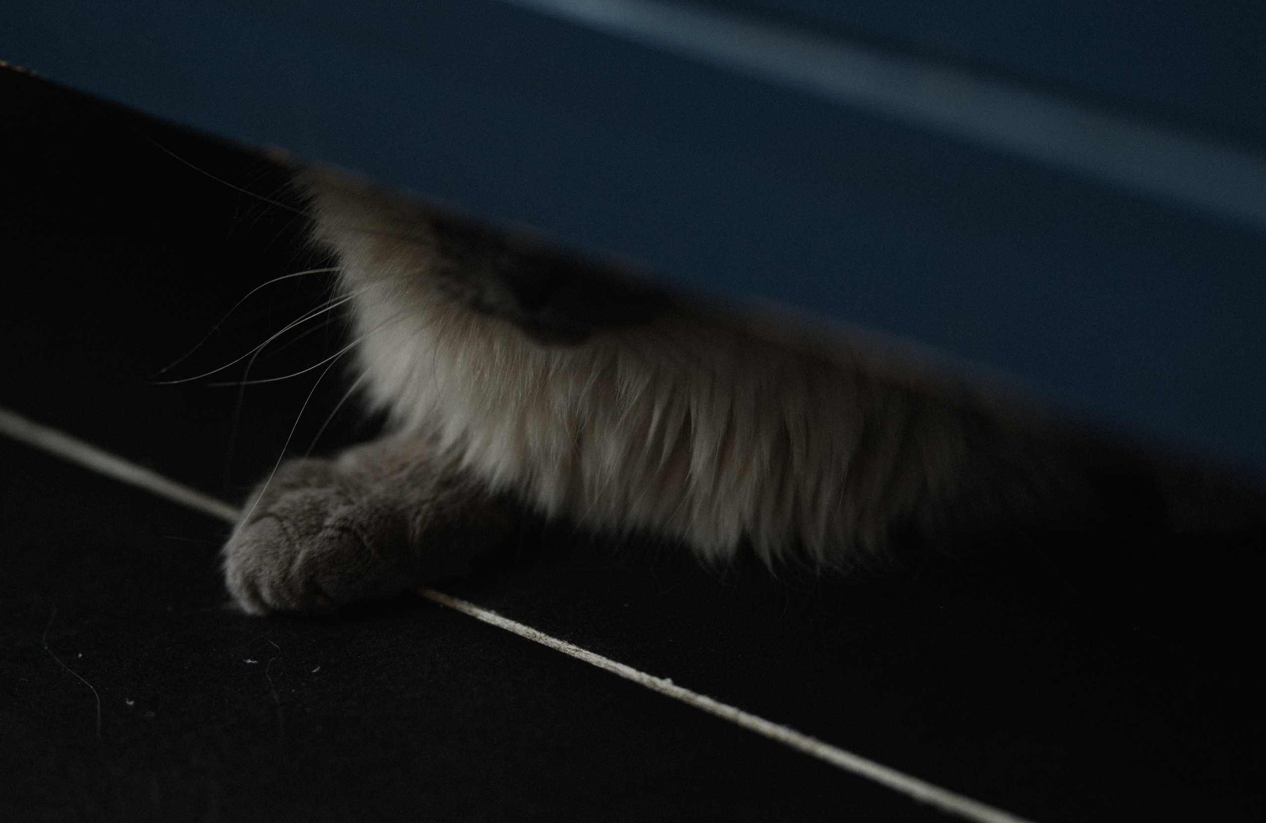 Мама, дочь, кот. Искренний фотограф