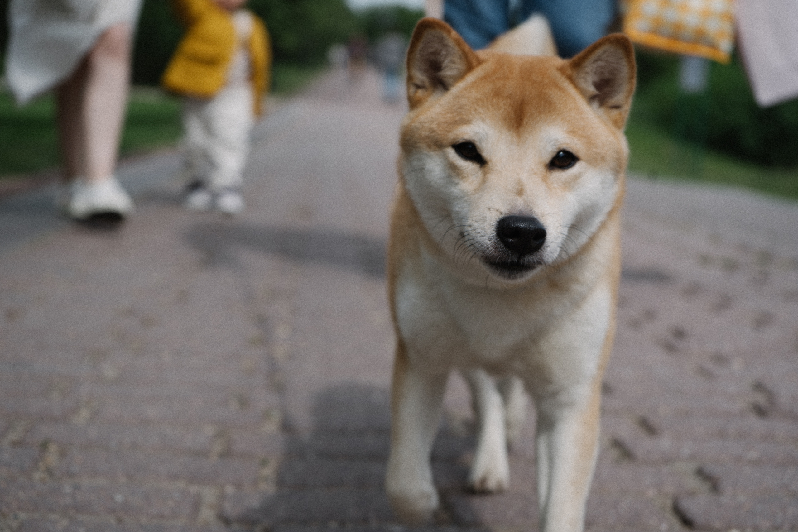 Семейная история и Булка. Искренний фотограф