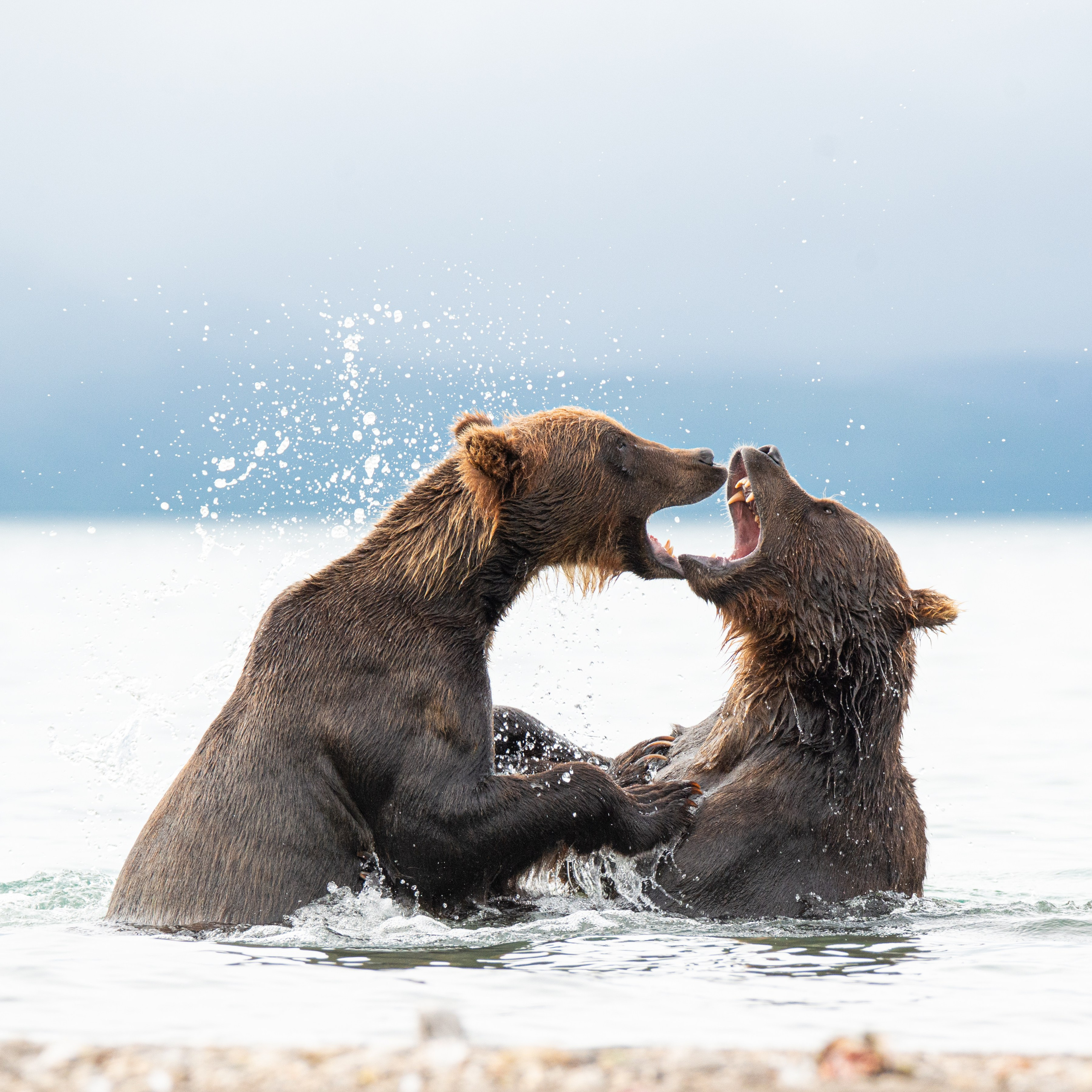 Камчатка — земля медведей. Игорь Иванко — Репортажный и событийный фотограф. Москва