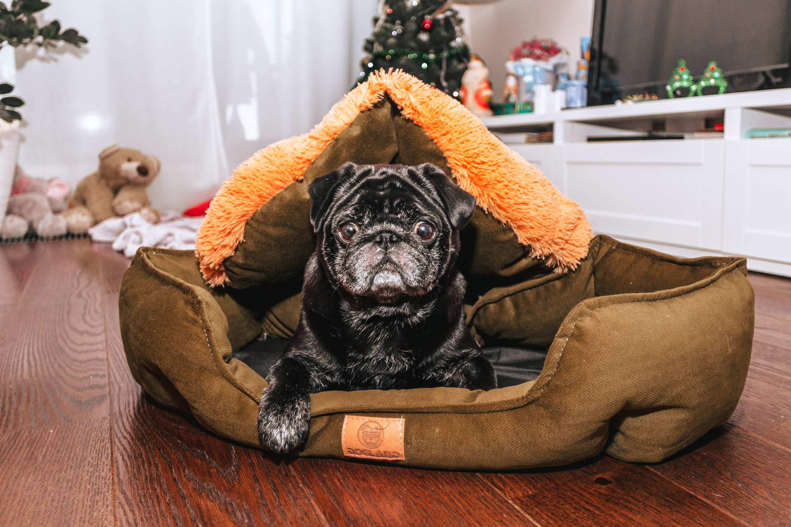 Домашняя фотосессия Оли и двух ее мопсов. Фотограф-анималист Татьяна Степанова