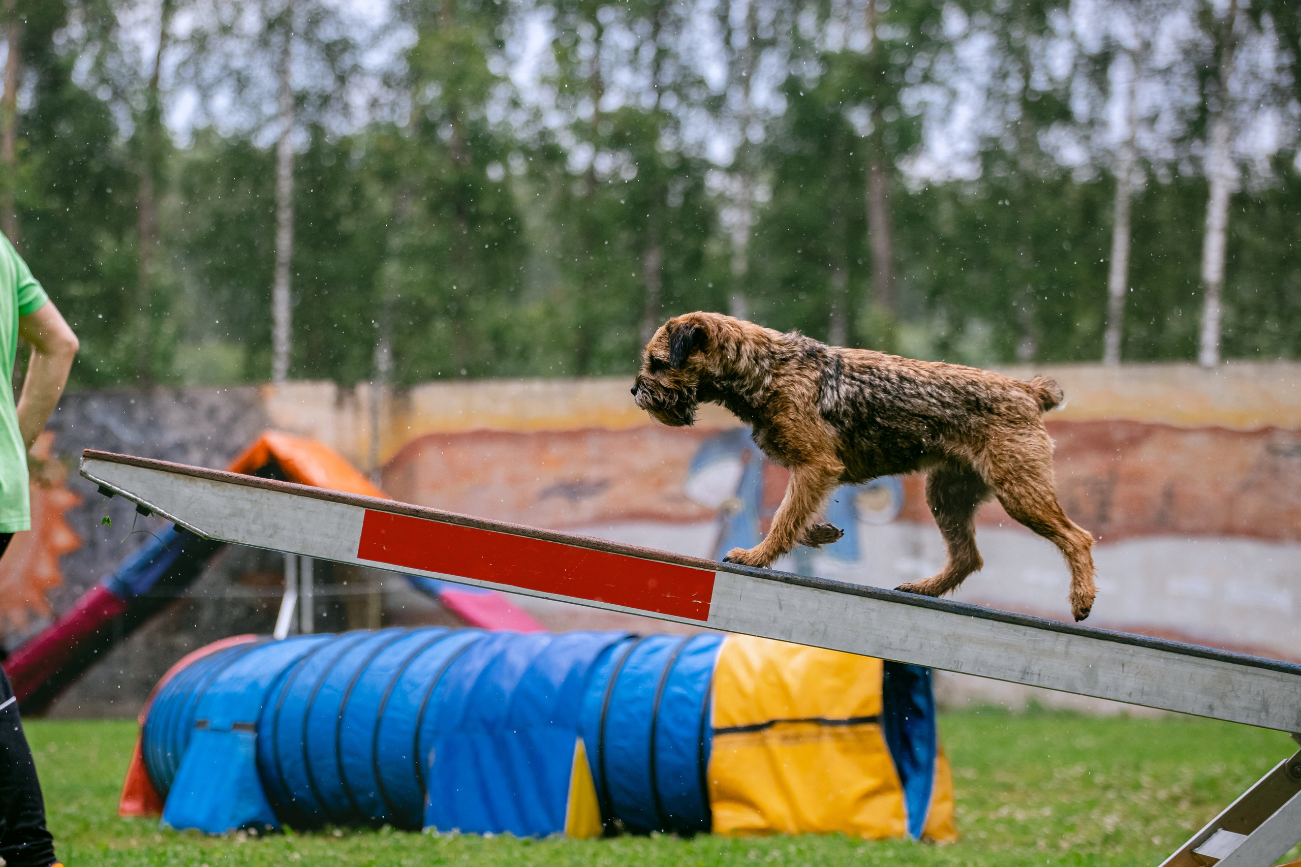 Соревнования по аджилити Долгопрудный 30.06.2025. Фотограф-анималист Татьяна Степанова