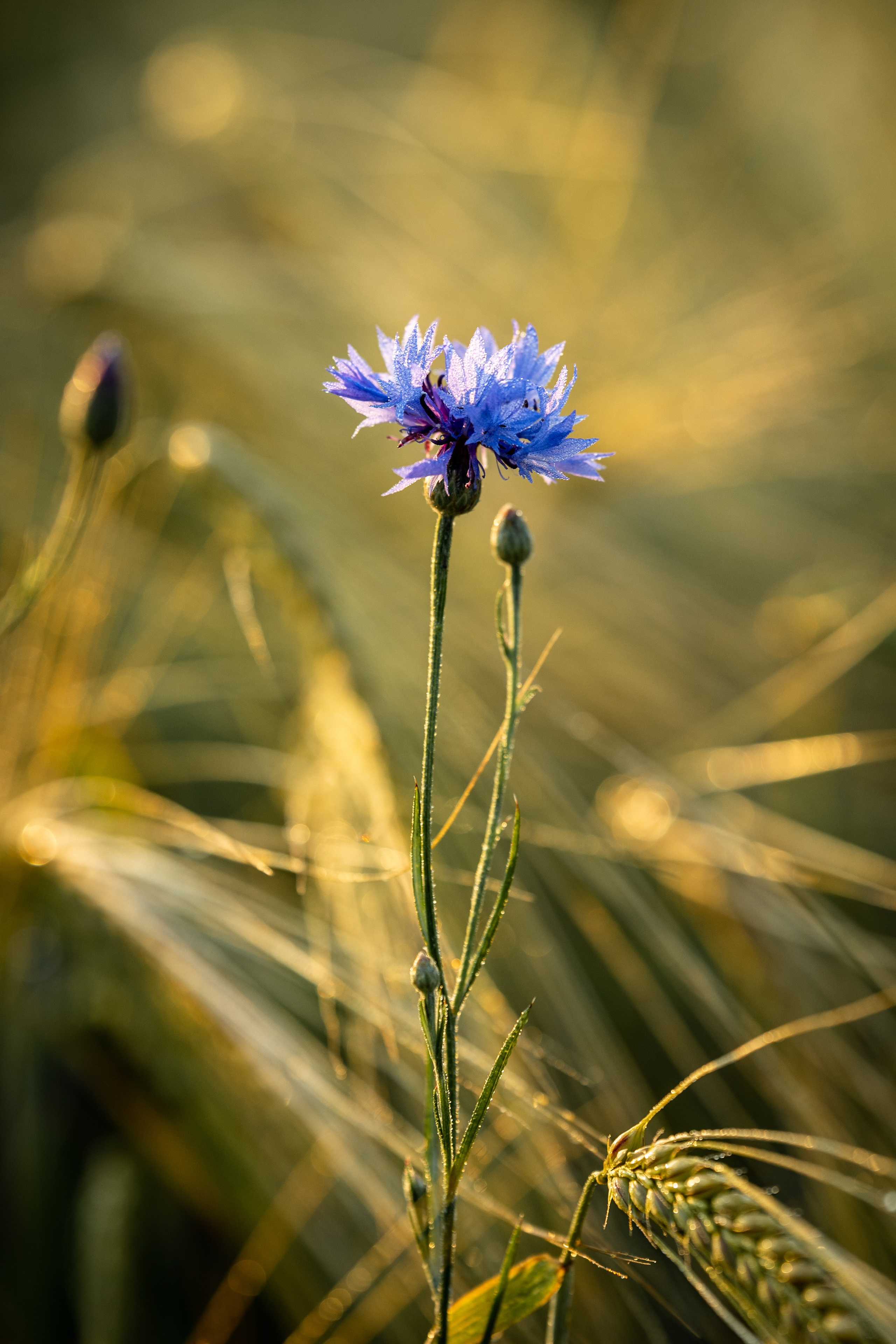 Природные пейзажи. Наталия Клевинскас портретный фотограф в Костроме