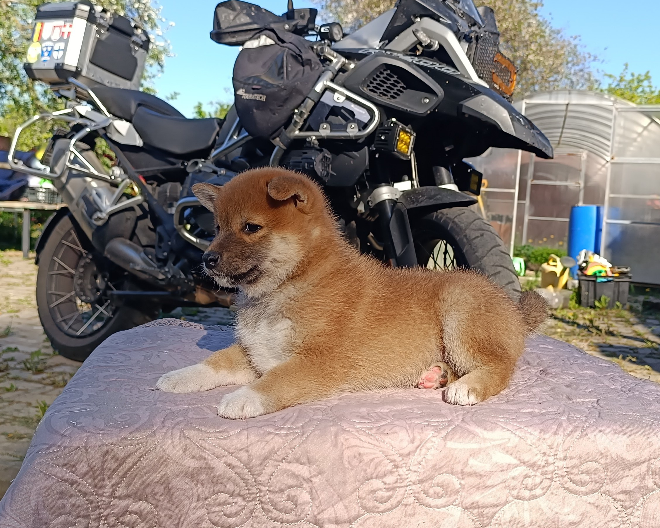 Сиба Rubylight Fumiko питомник Рубилайт