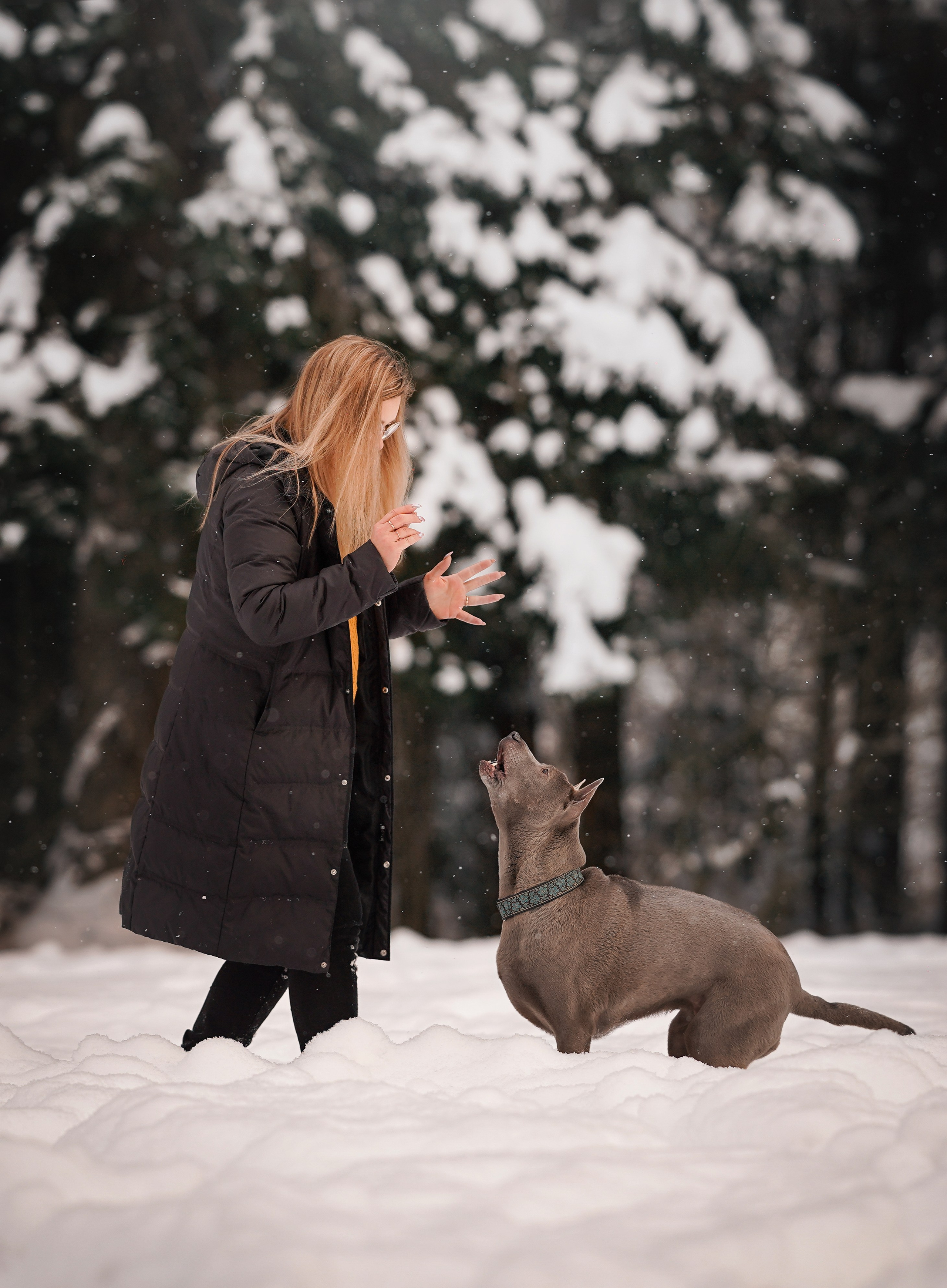 Даша Илья Вениамина и Мэдиссон. Фотограф-анималист в Санкт-Петербурге Яна Мартынова