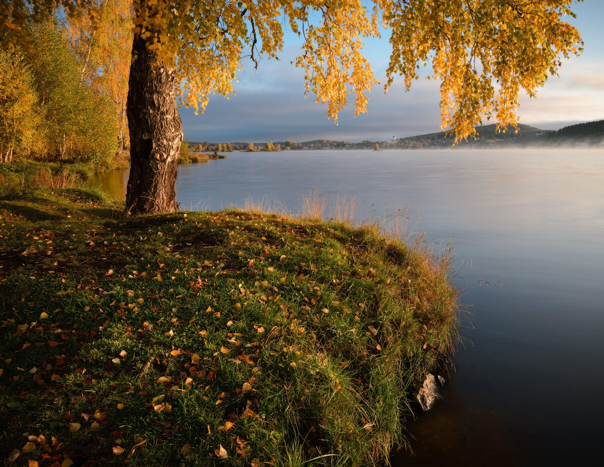 Берег пруда с осенней березой и поселком.
