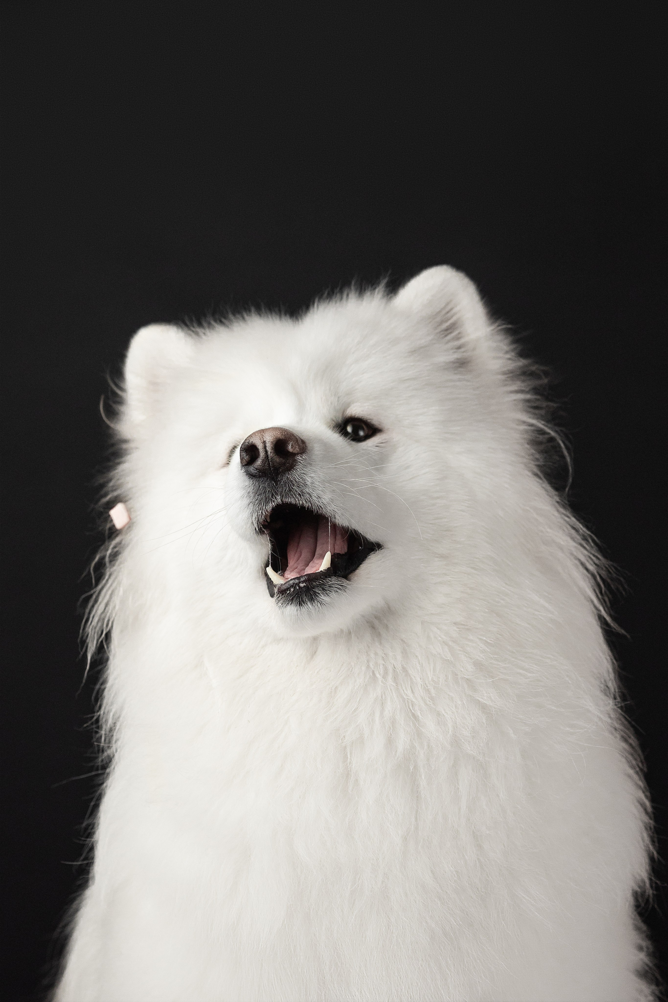 Студия, летающие вкусняшки. Фотограф анималист в Москве Майорова Евгения