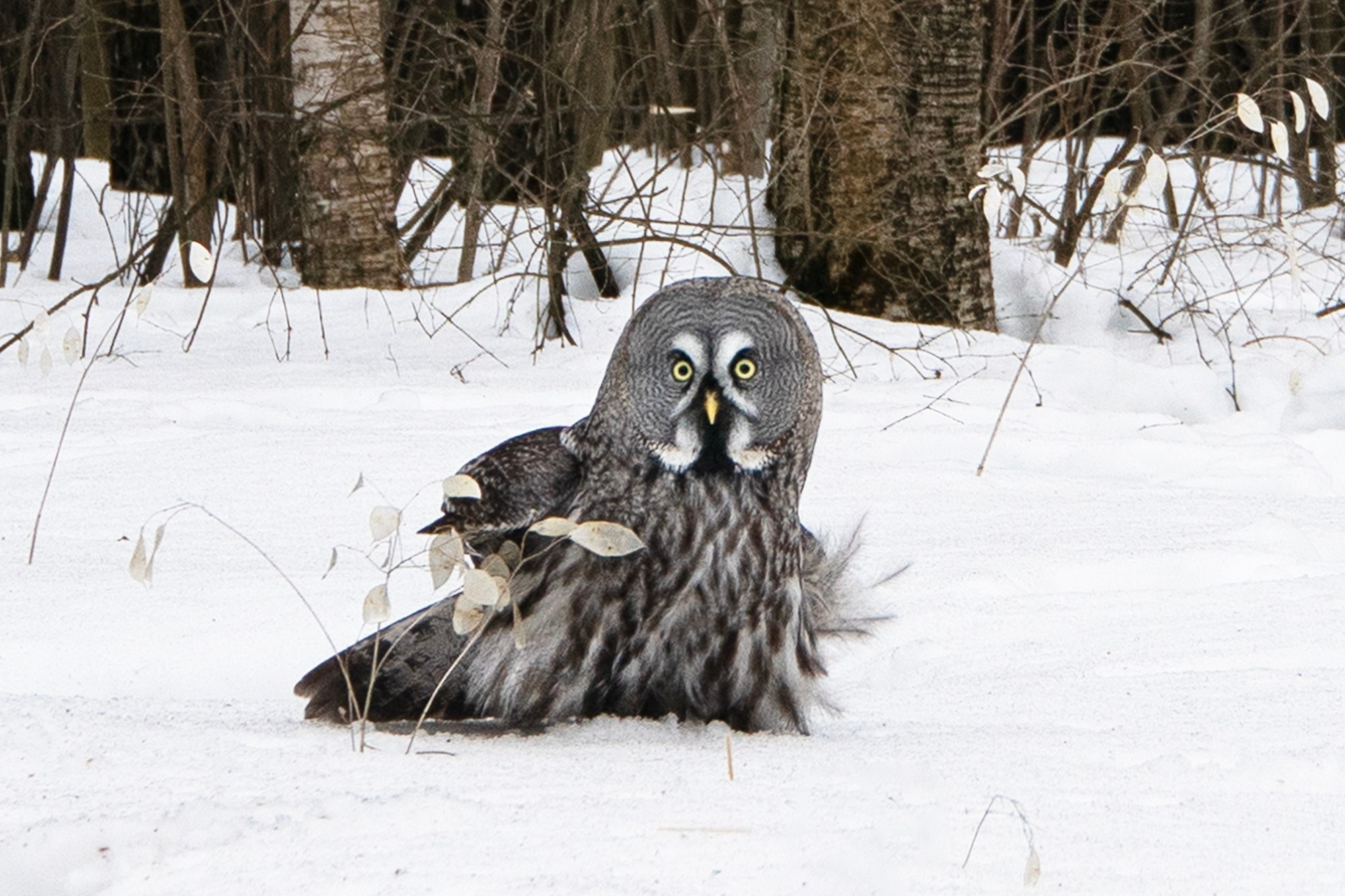 Удивительные мир птиц. Вокруг нас столько прекрасного — присмотритесь!. Ваш личный фотограф Марина Волкова