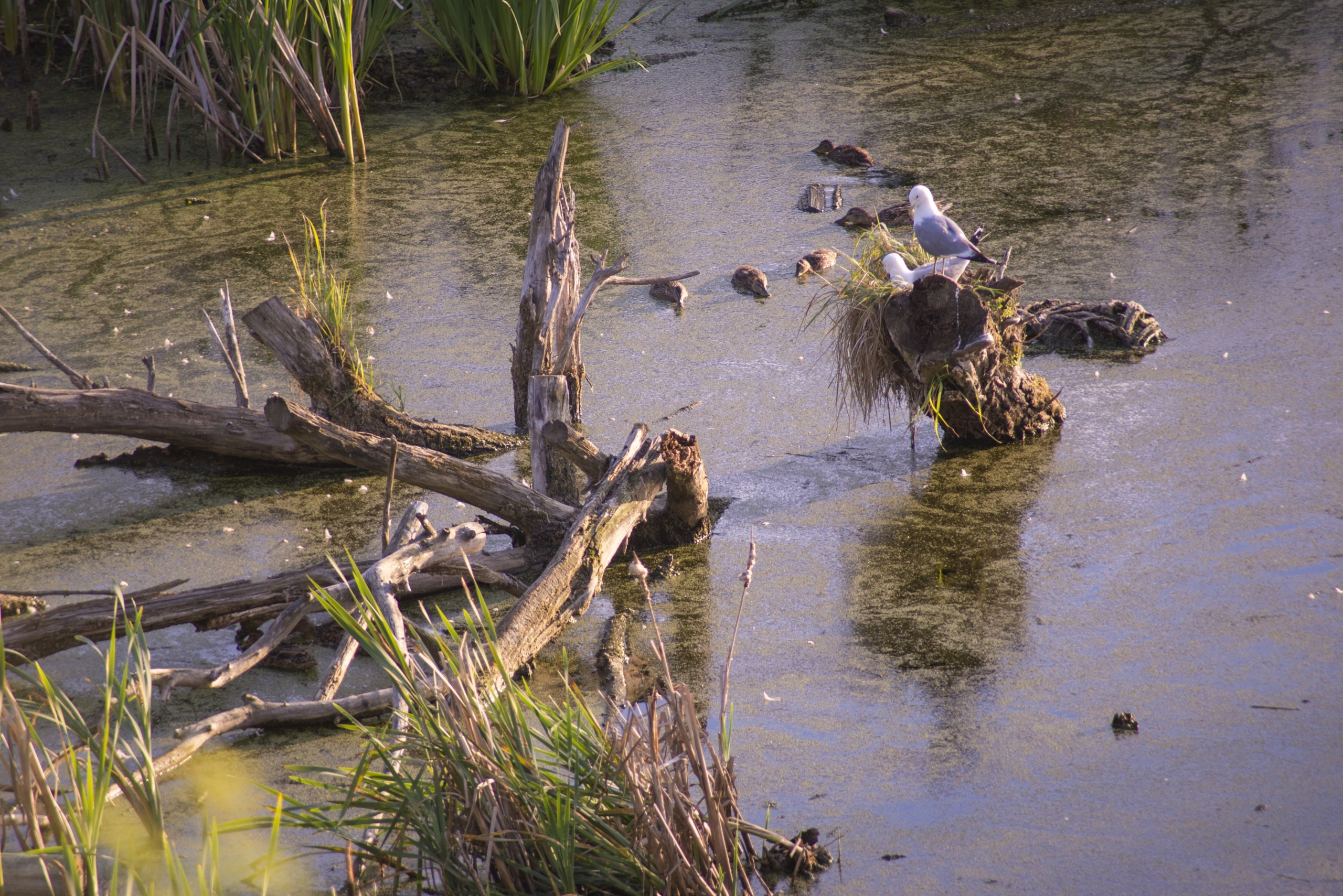Суздаль. Июнь 2019. Игорь Жучков. Россия увиденная глазами путешествующего фотографа