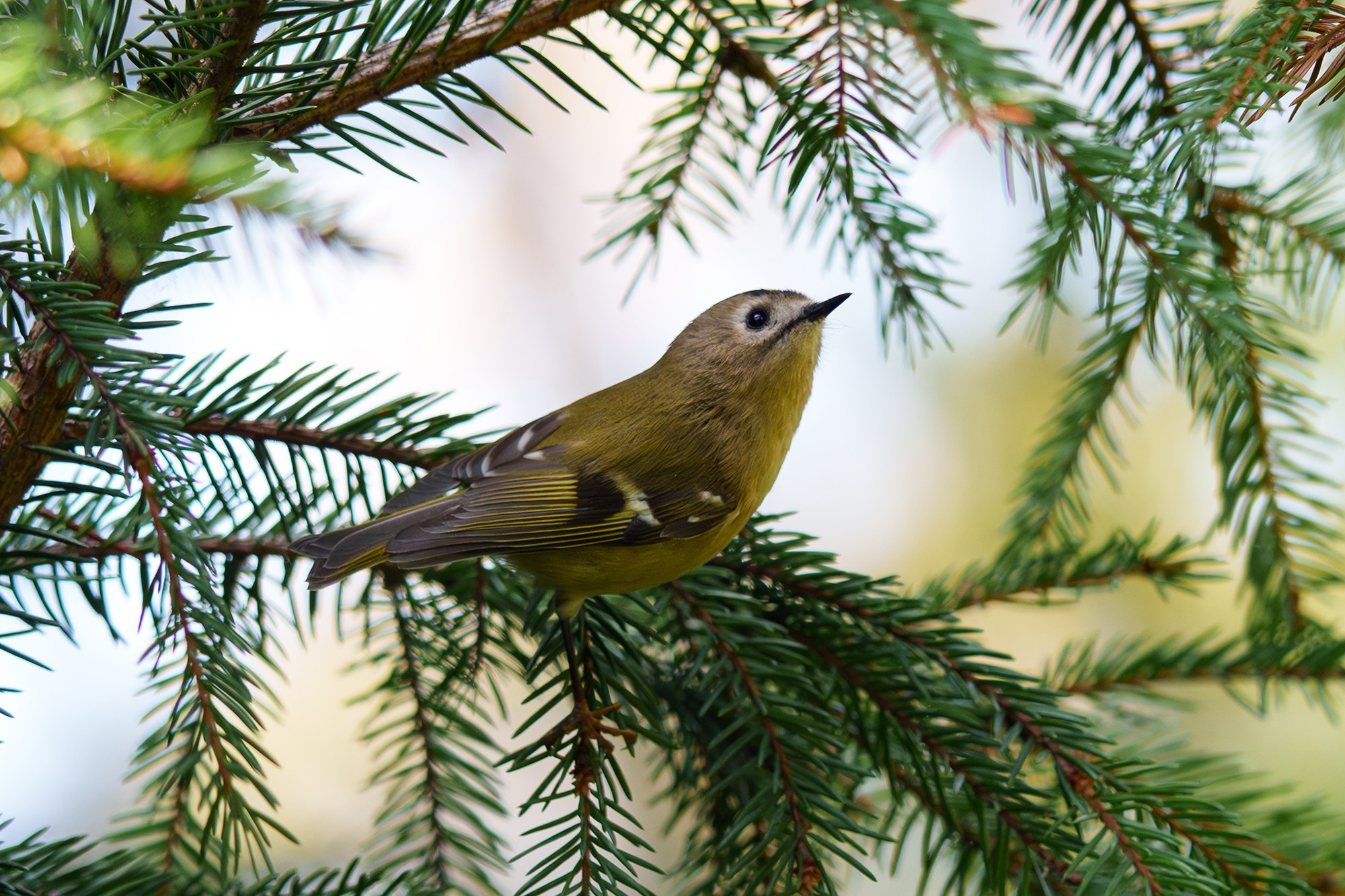 Удивительные мир птиц. Вокруг нас столько прекрасного — присмотритесь!. Ваш личный фотограф Марина Волкова