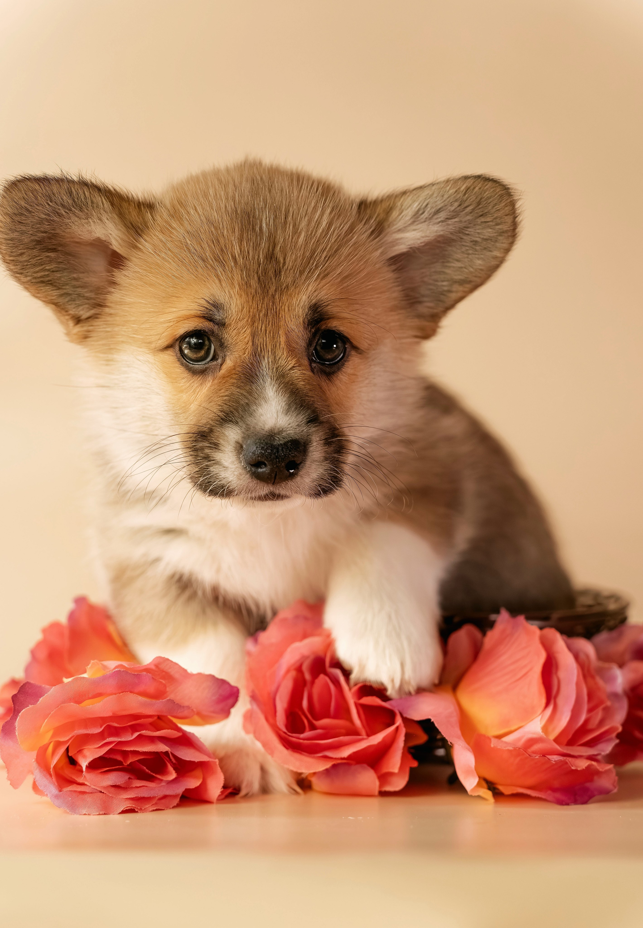 Щенки. Семейный фотограф анималист г. Находка
