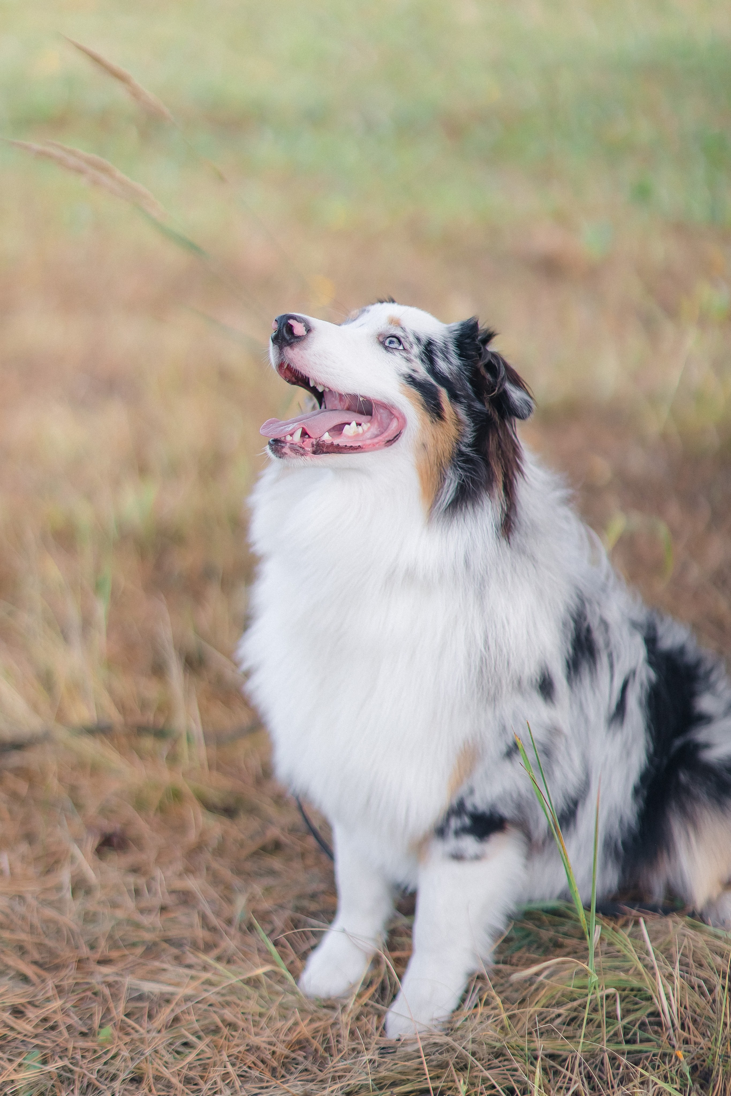 Аусси Дэймон. Свадебный и женский фотограф