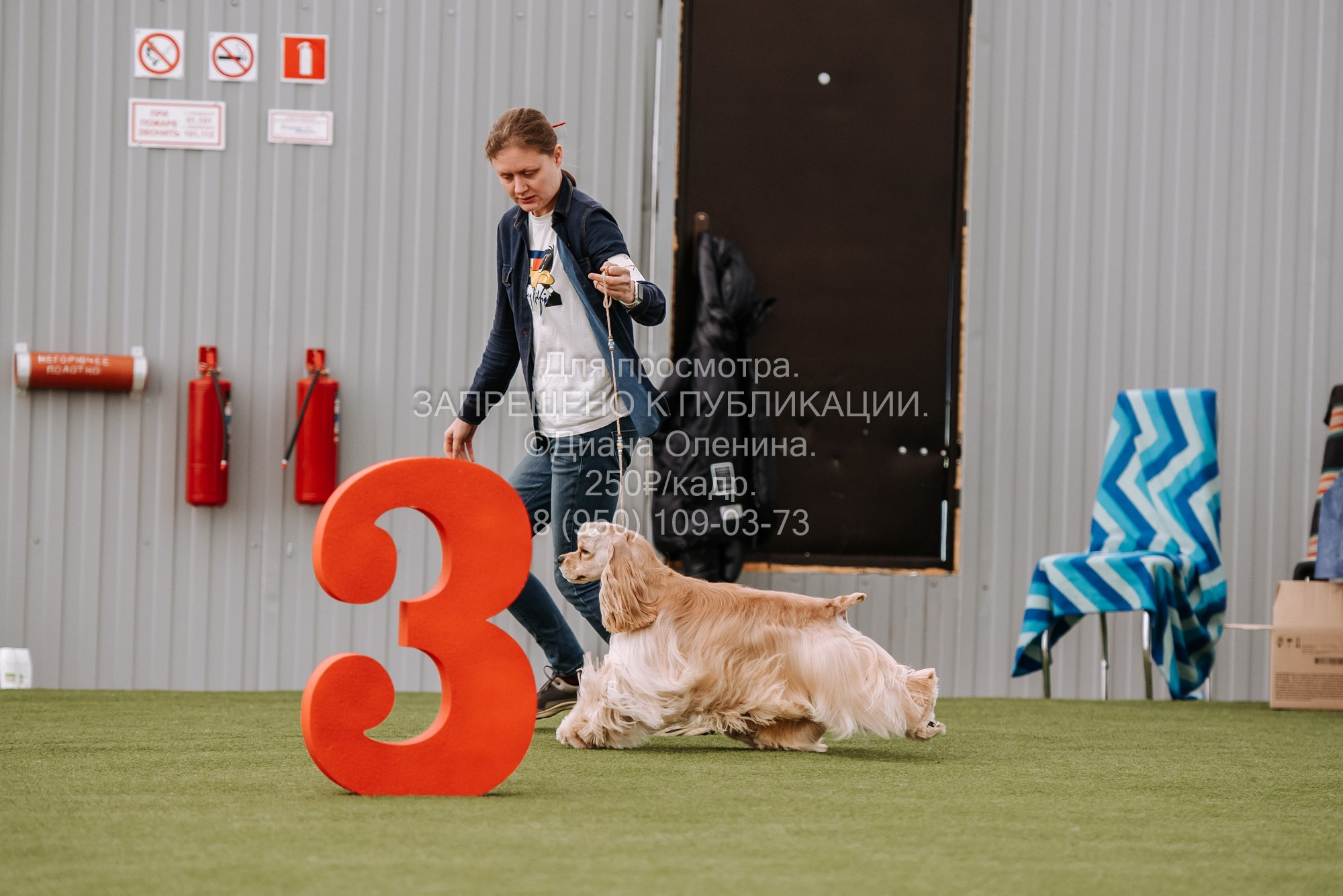 Выставка собак Красноярск 2.06. Фотограф Диана Оленина Красноярск / Братск