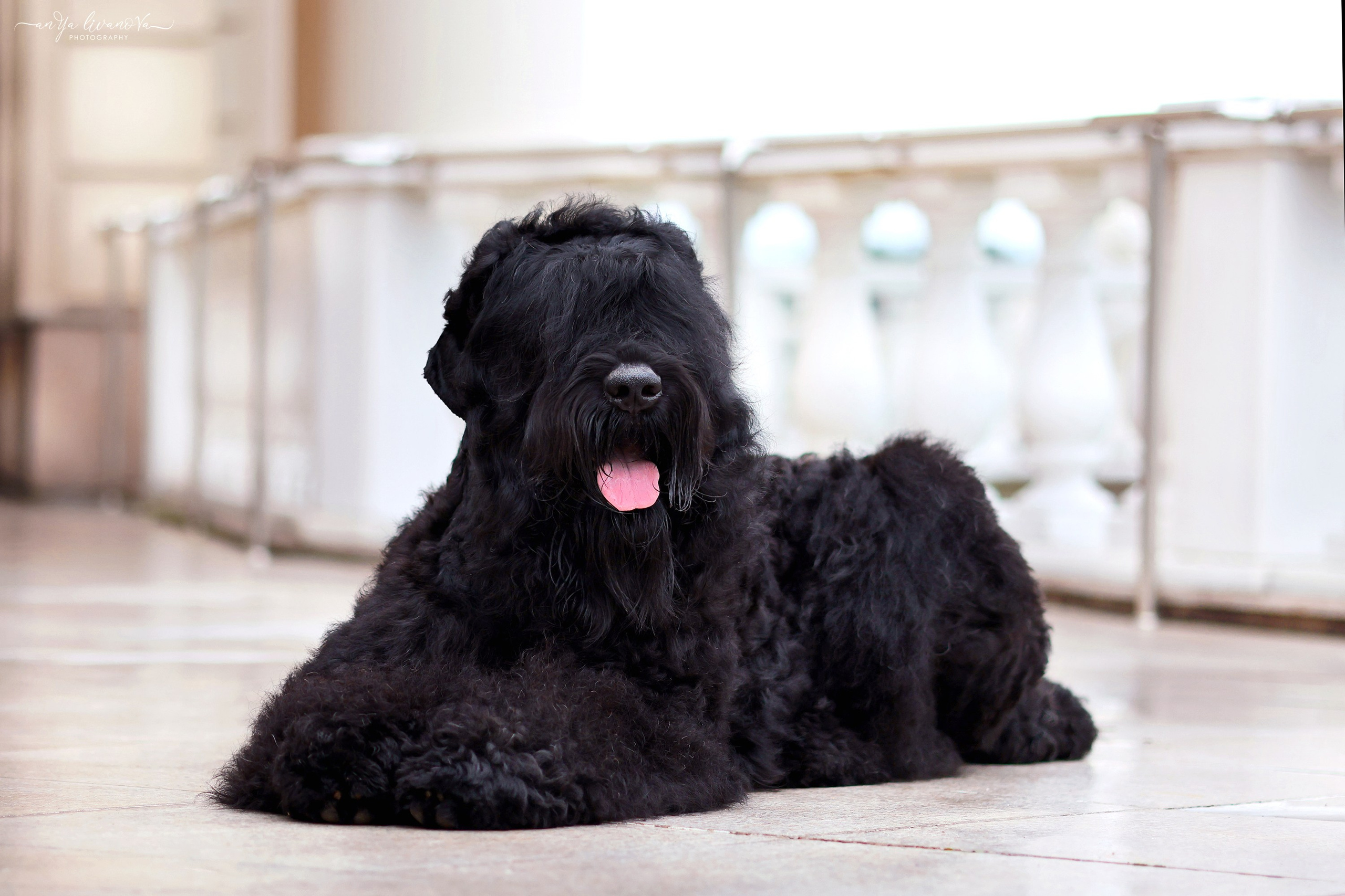 РЧТ. Фотограф анималист Аня Ливанова | Рыбинск