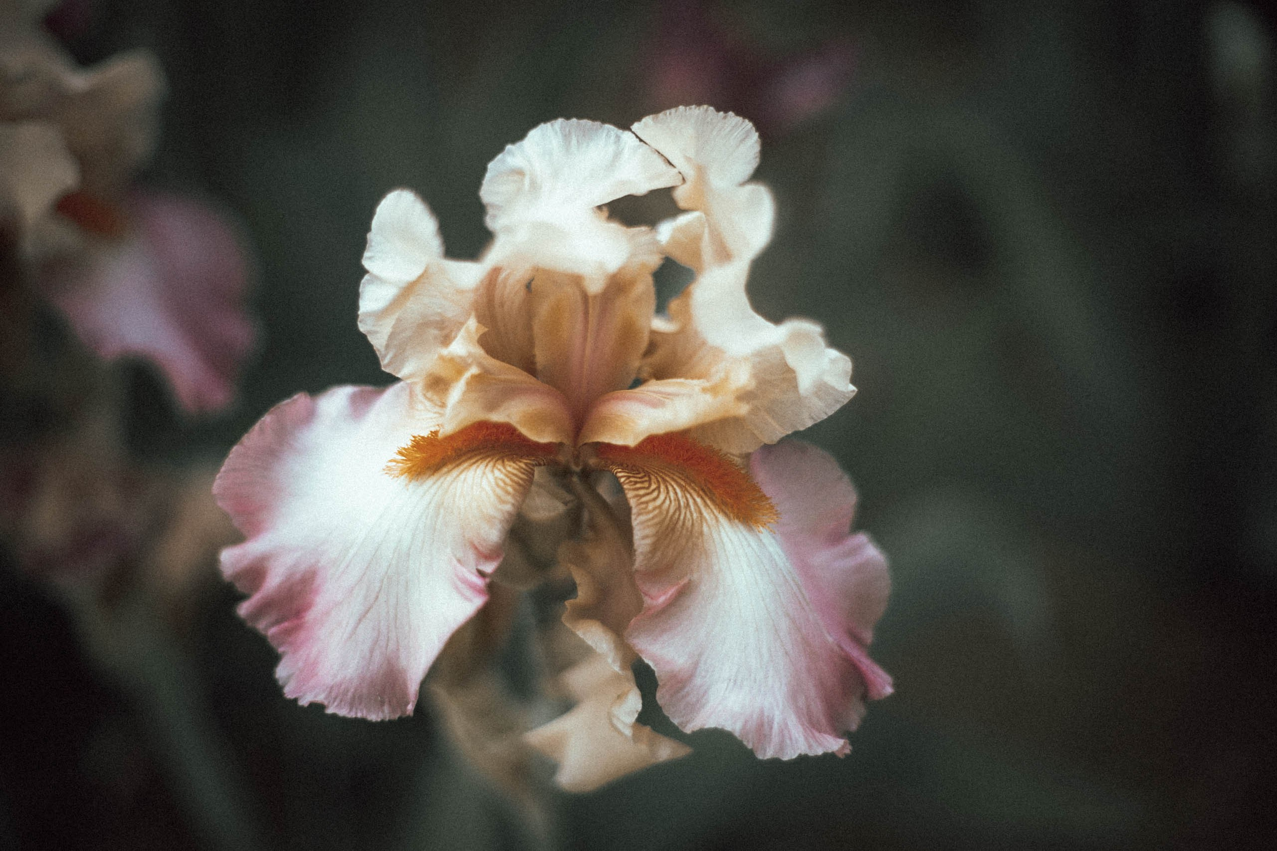 Nature. Street photographer Ksenya Loboda