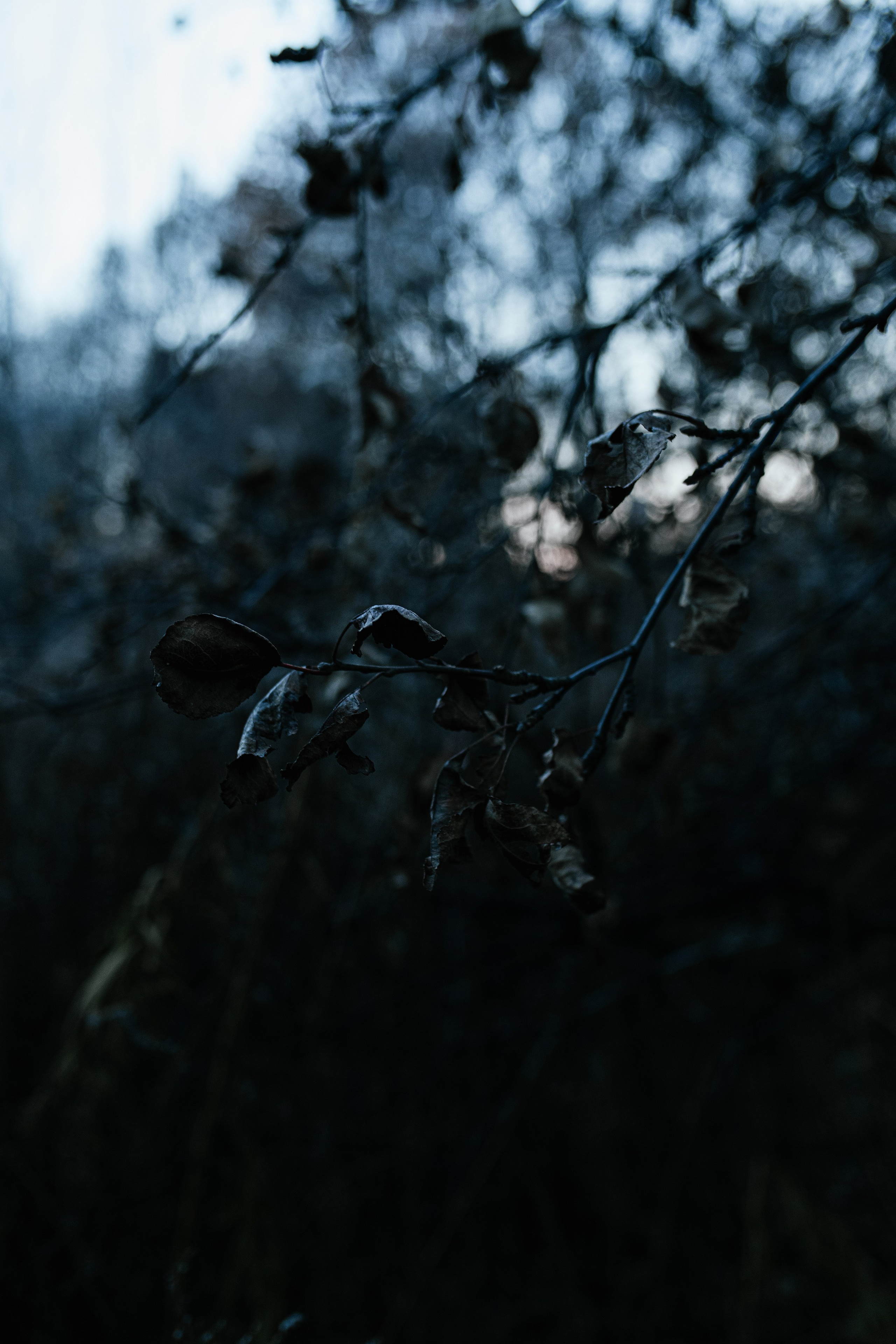 Guardian of the Forest. Свадебный, семейный фотограф в Рязани Лена Брант