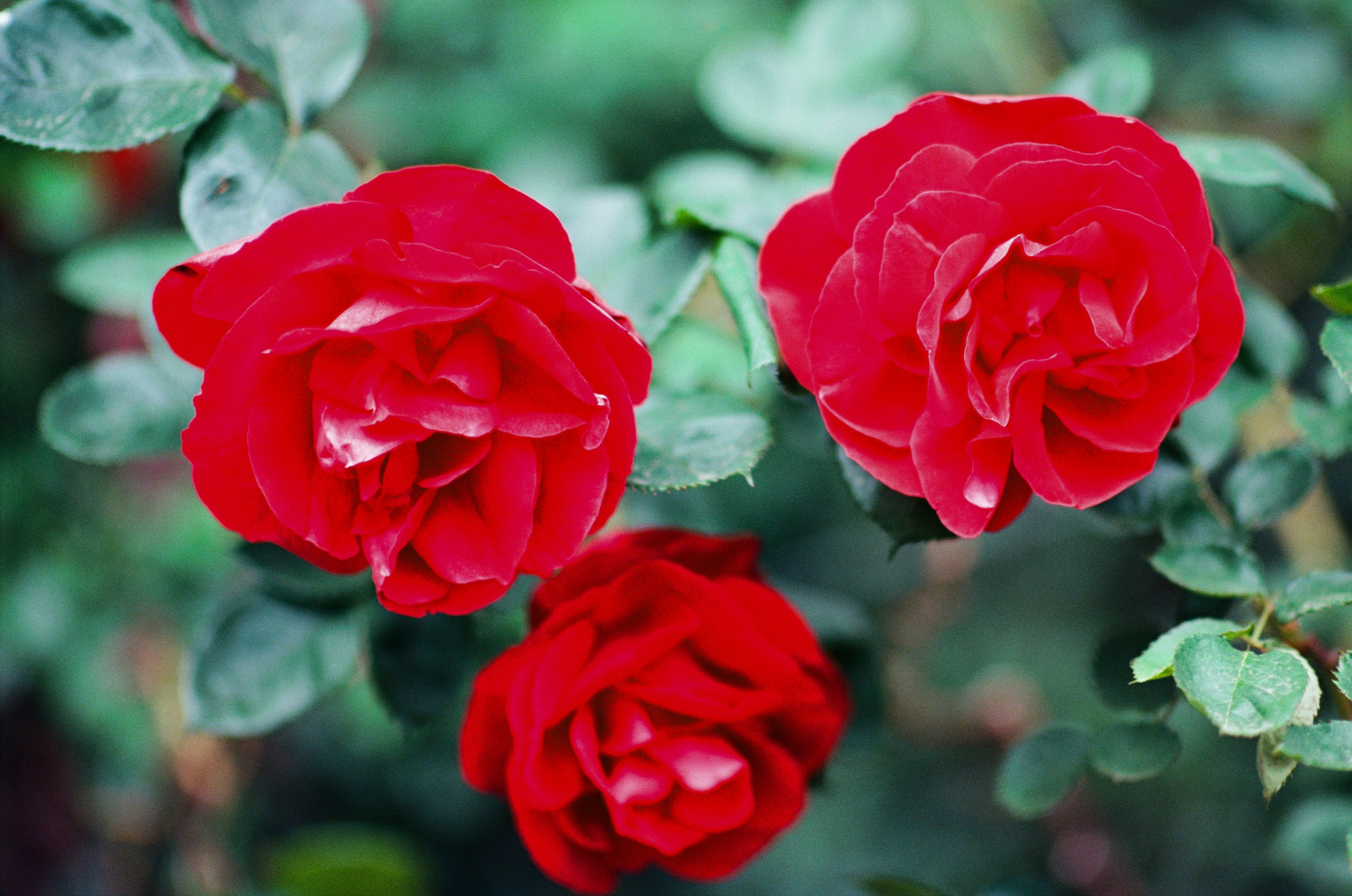 Pain shopping // ukraine, crimea VI. EVER EXPOSED