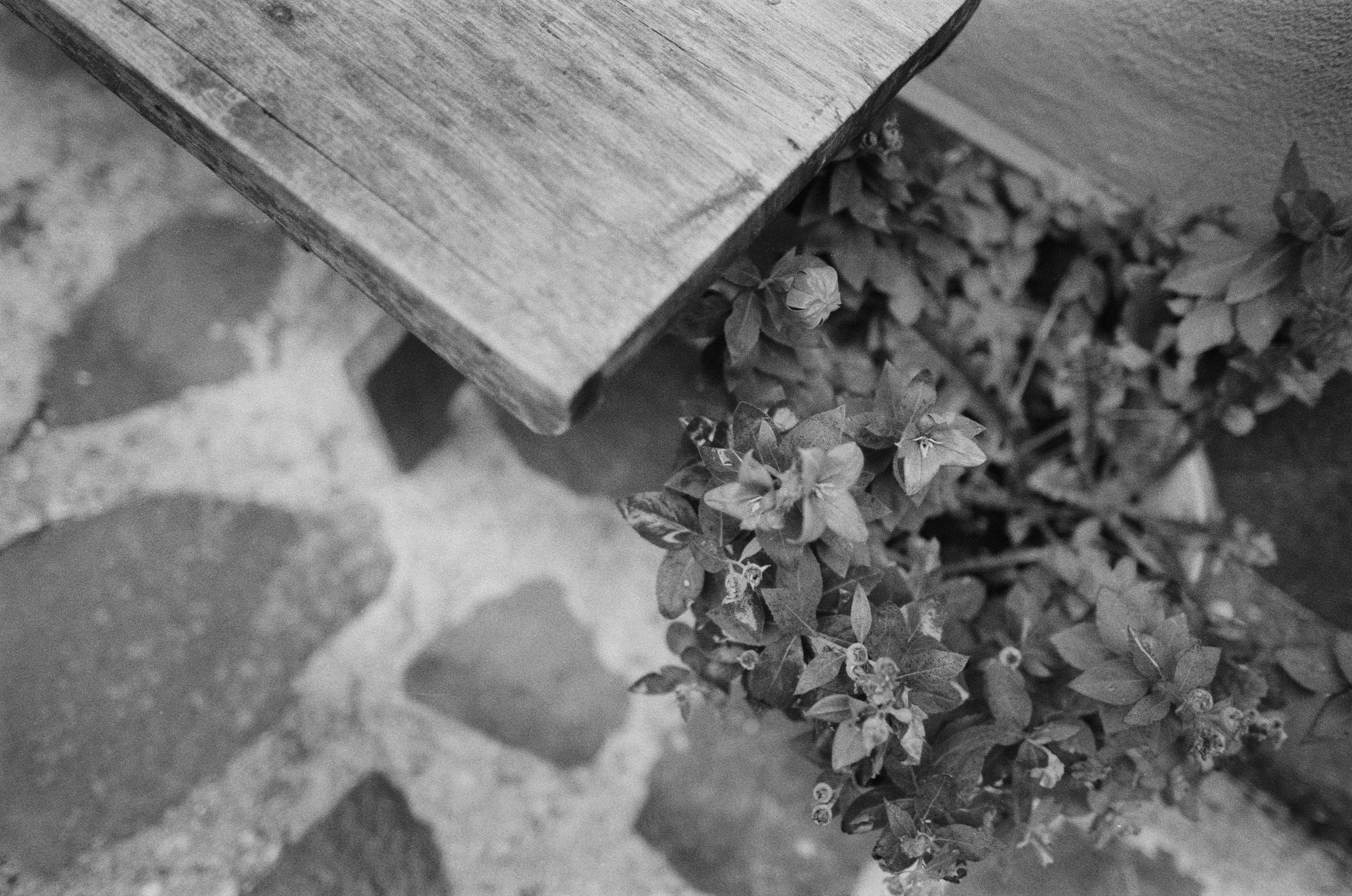 Are you coming // italy, rocca pietore. EVER EXPOSED