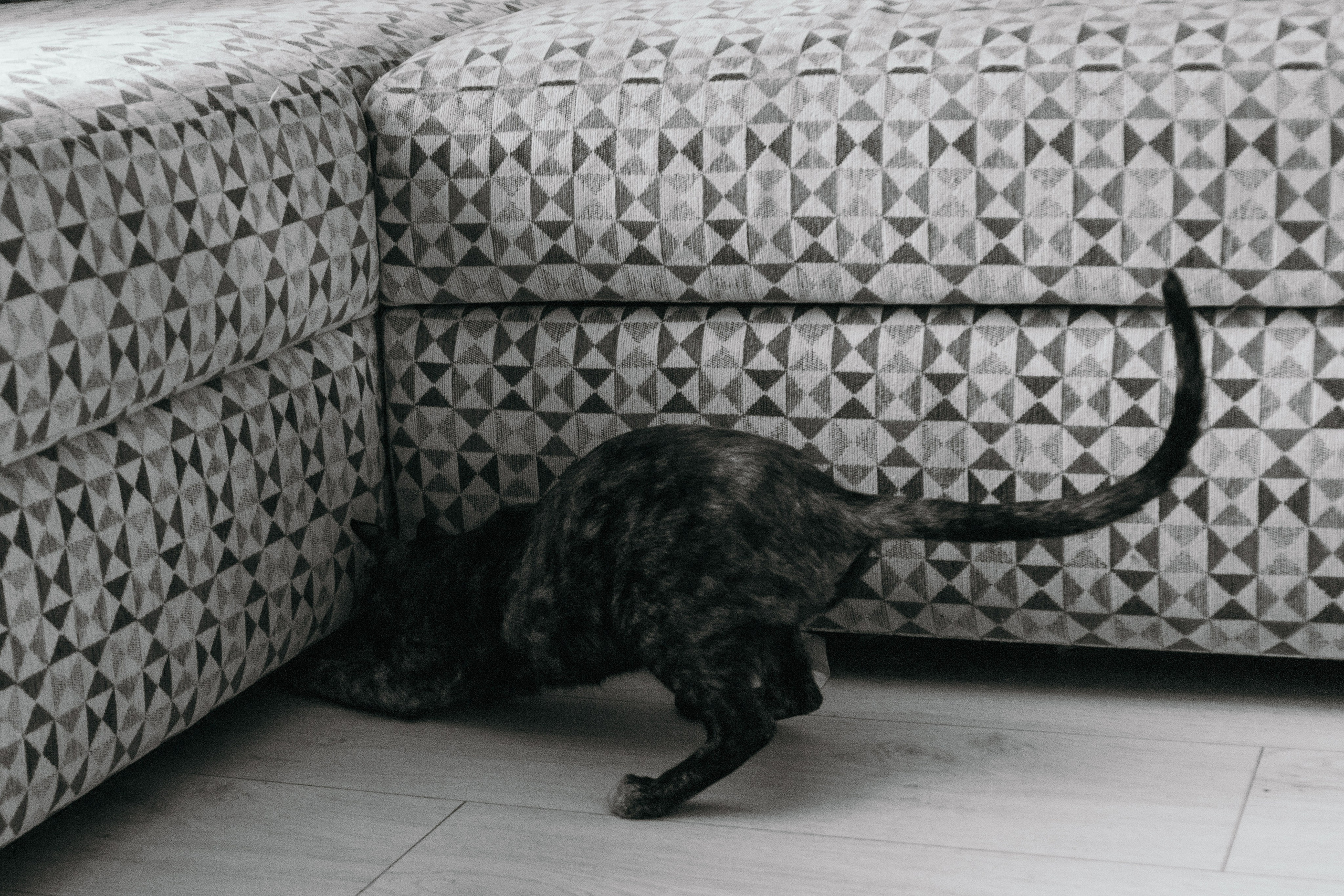 Семья и кошки. Фотограф Елена Балакина (Челябинск)