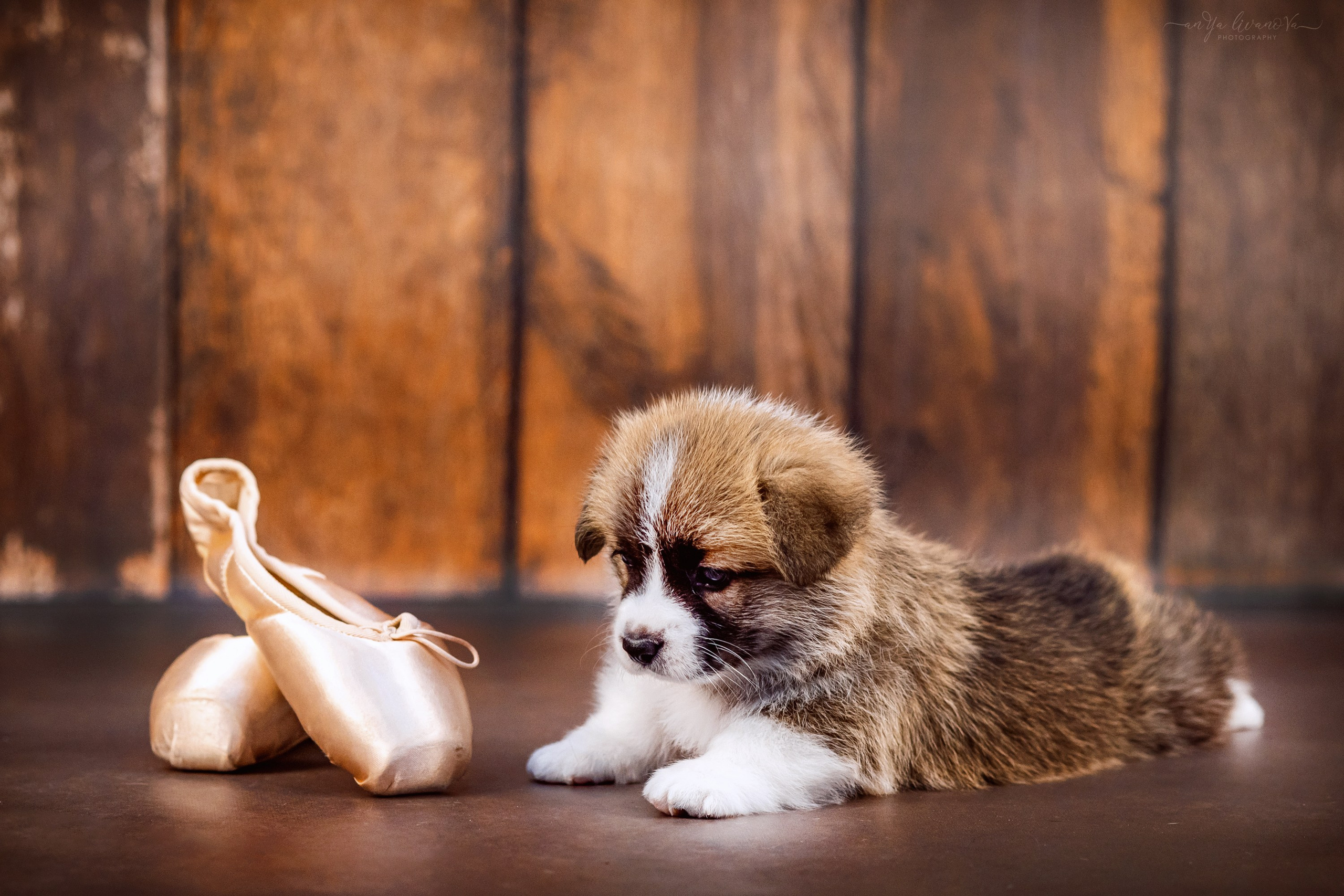 Коржики. Фотограф анималист Аня Ливанова | Рыбинск