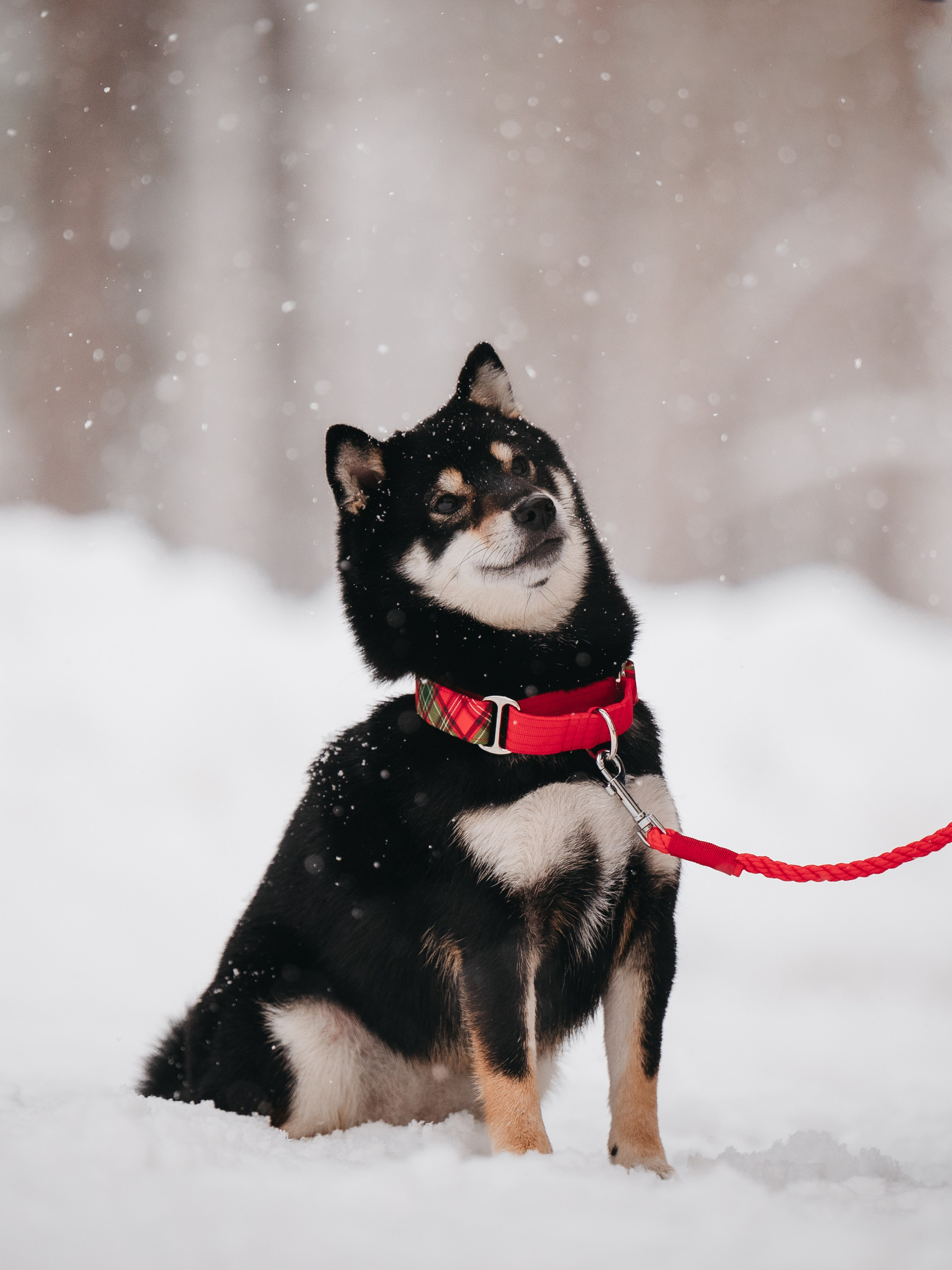 Bender&Frai. Зимняя коллекция. Семейный фотограф анималист Ананьева Мария — Москва