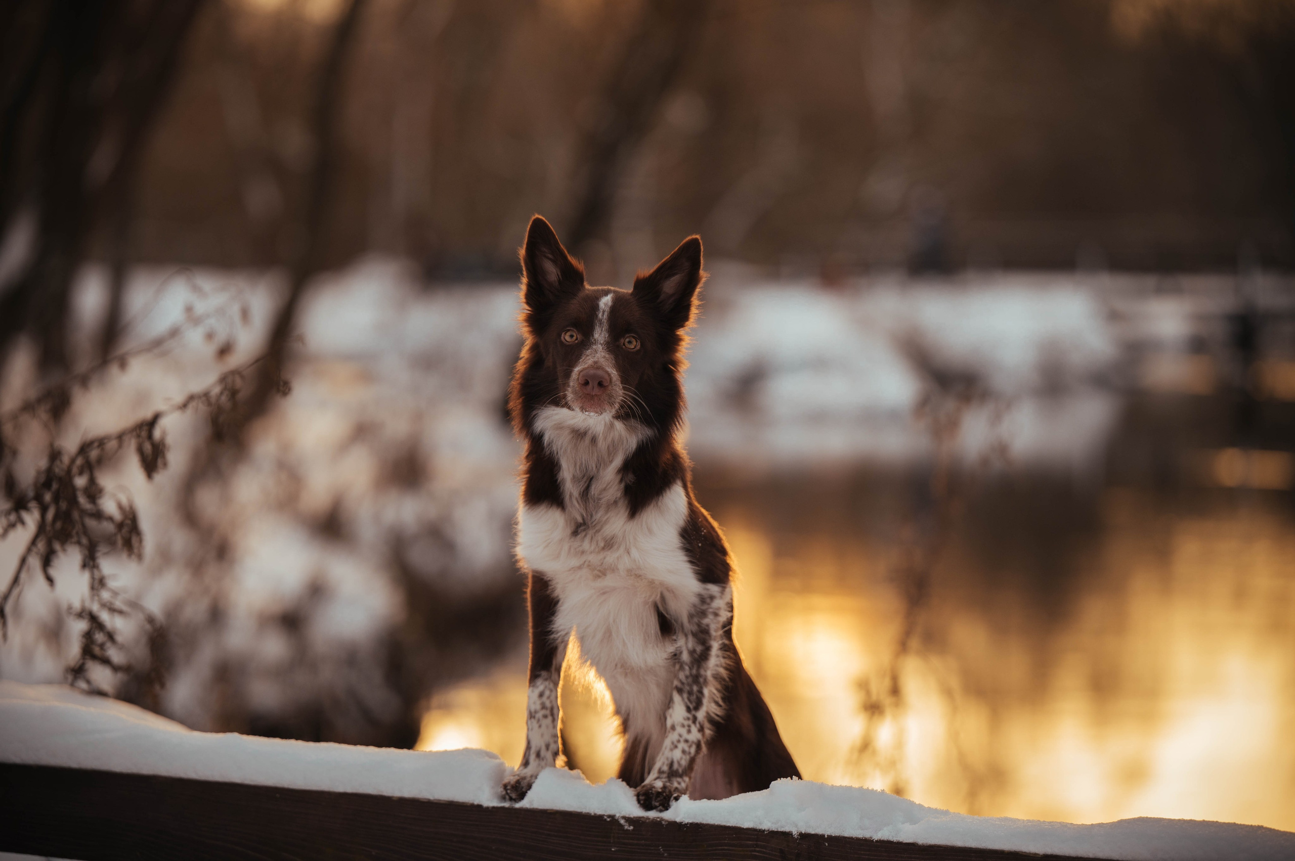 Даша и Мика. Семейный фотограф анималист Ананьева Мария — Москва