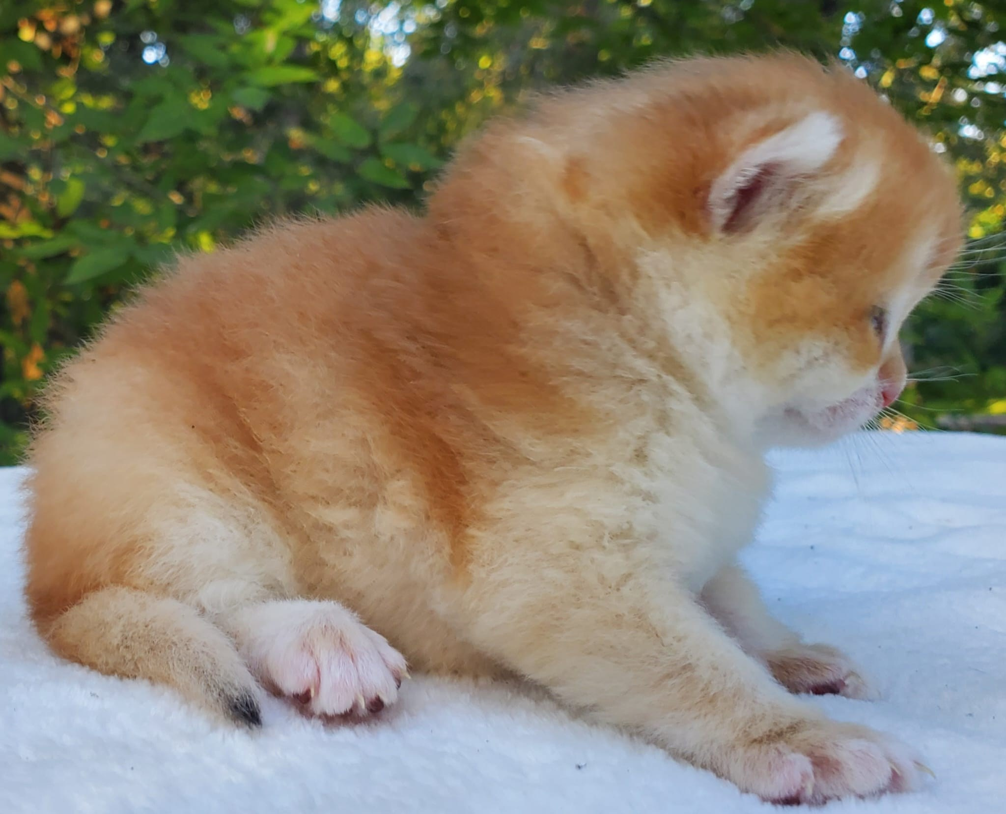 Archie, DB-08.21.25, male, reserved. British shorhair Cats