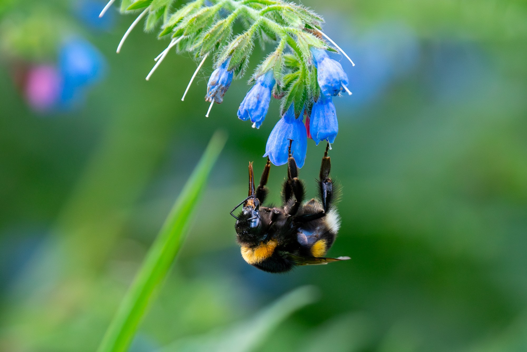 Макросъёмка. Ваш личный фотограф Марина Волкова