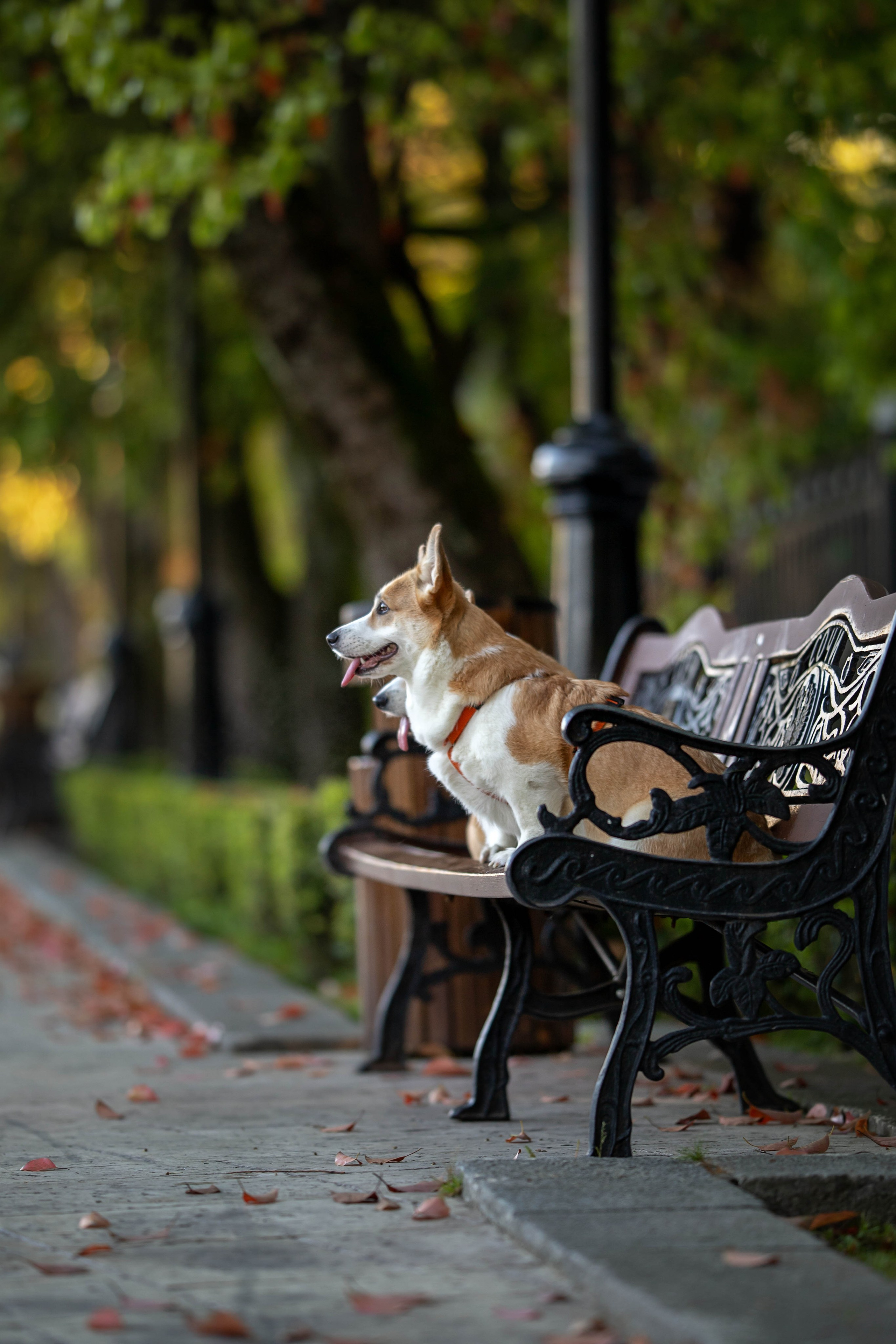 Лиса и Деви, корги. Ирина Голомб|Фотограф-анималист в  Сочи и Калининграде