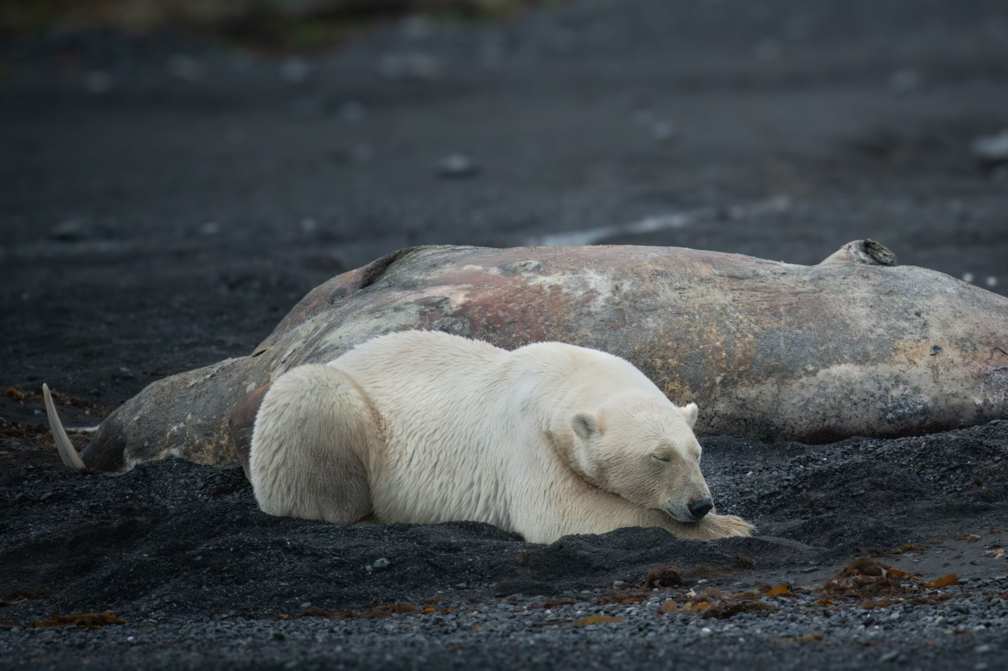 Фотографии животный мир России