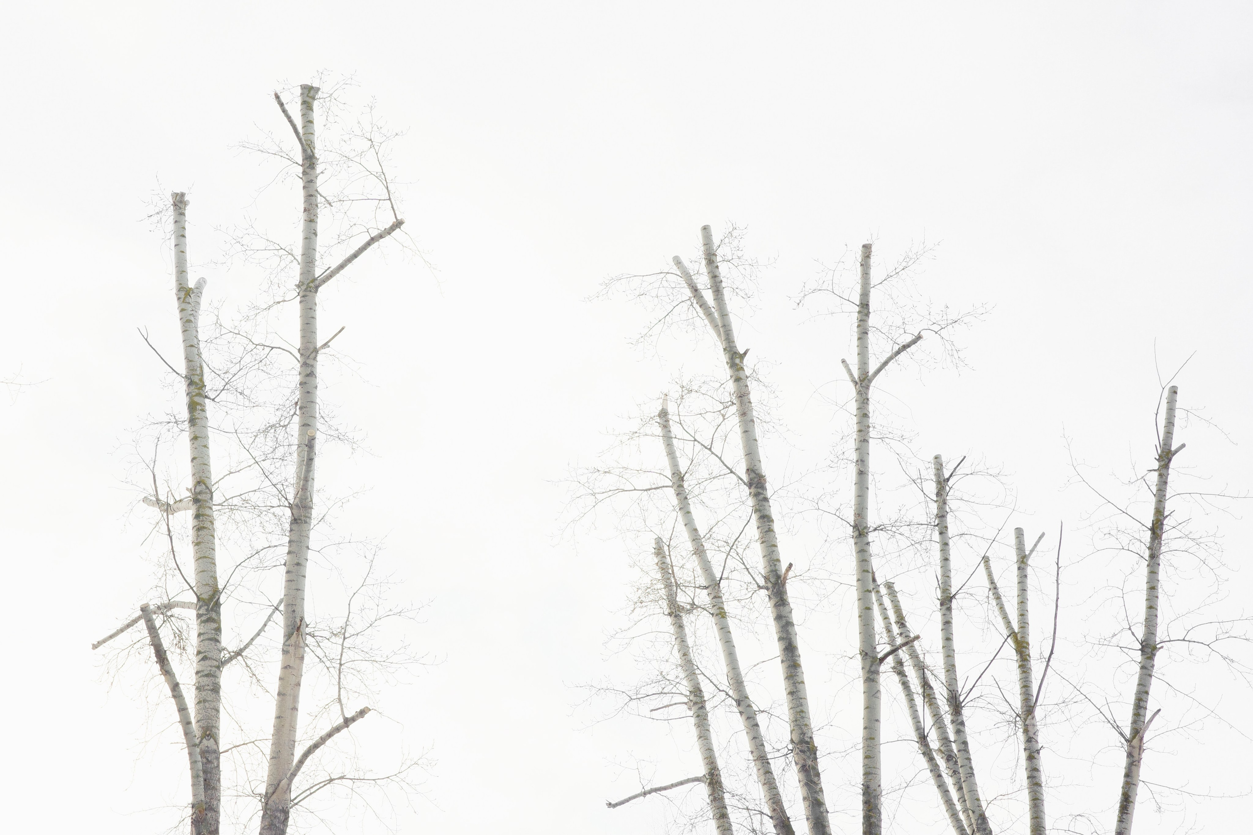 Кронирование. Главная