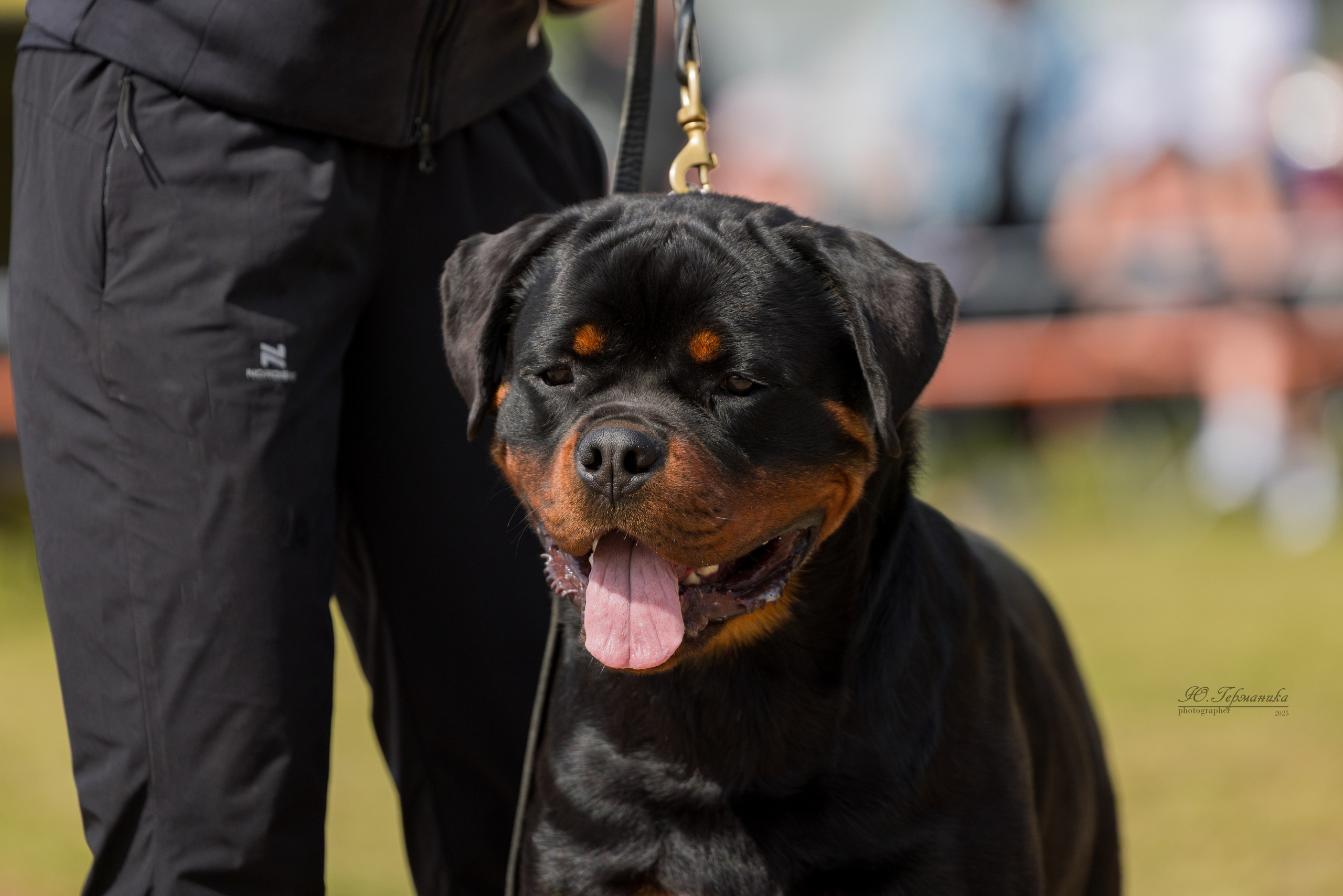 Тверь ротвейлеры 5-6.07.2025. Фотограф-анималист Юлия Германика