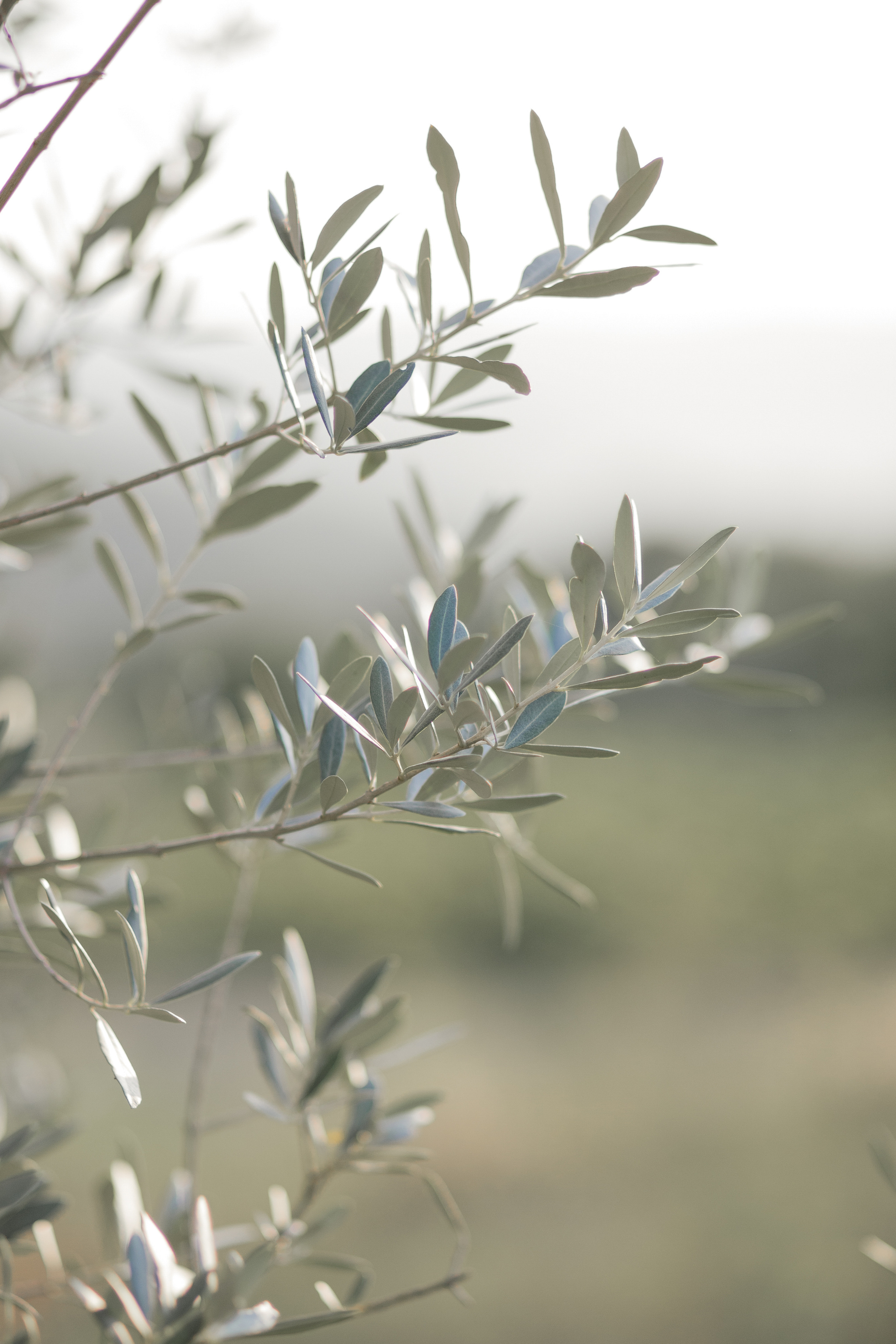 Нико и Мари. Свадебный фотограф в Минске, свадебный фотограф в Грузии, свадебный фо