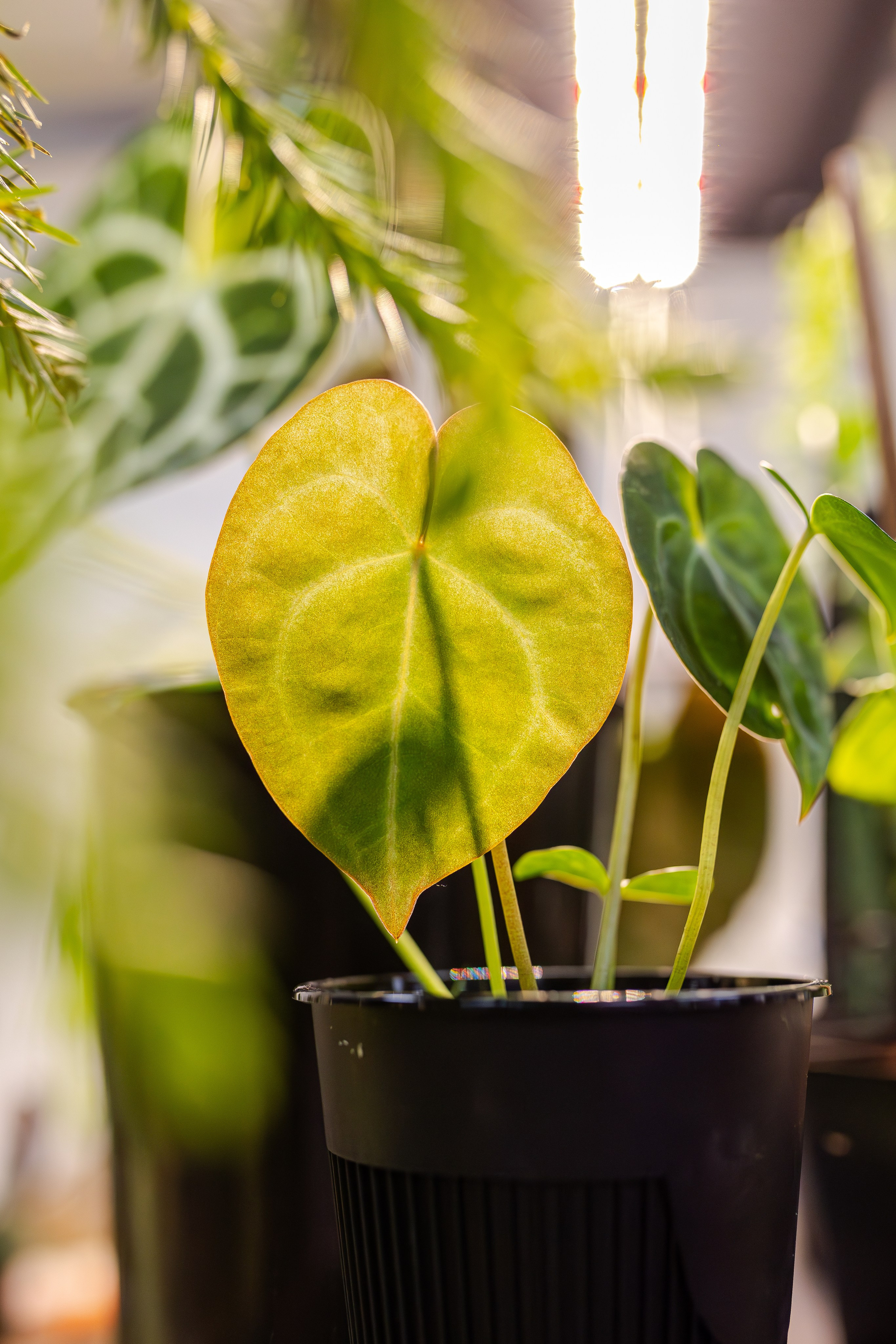 Монстериум апрель 2026. Александра Куликова фотограф, Москва