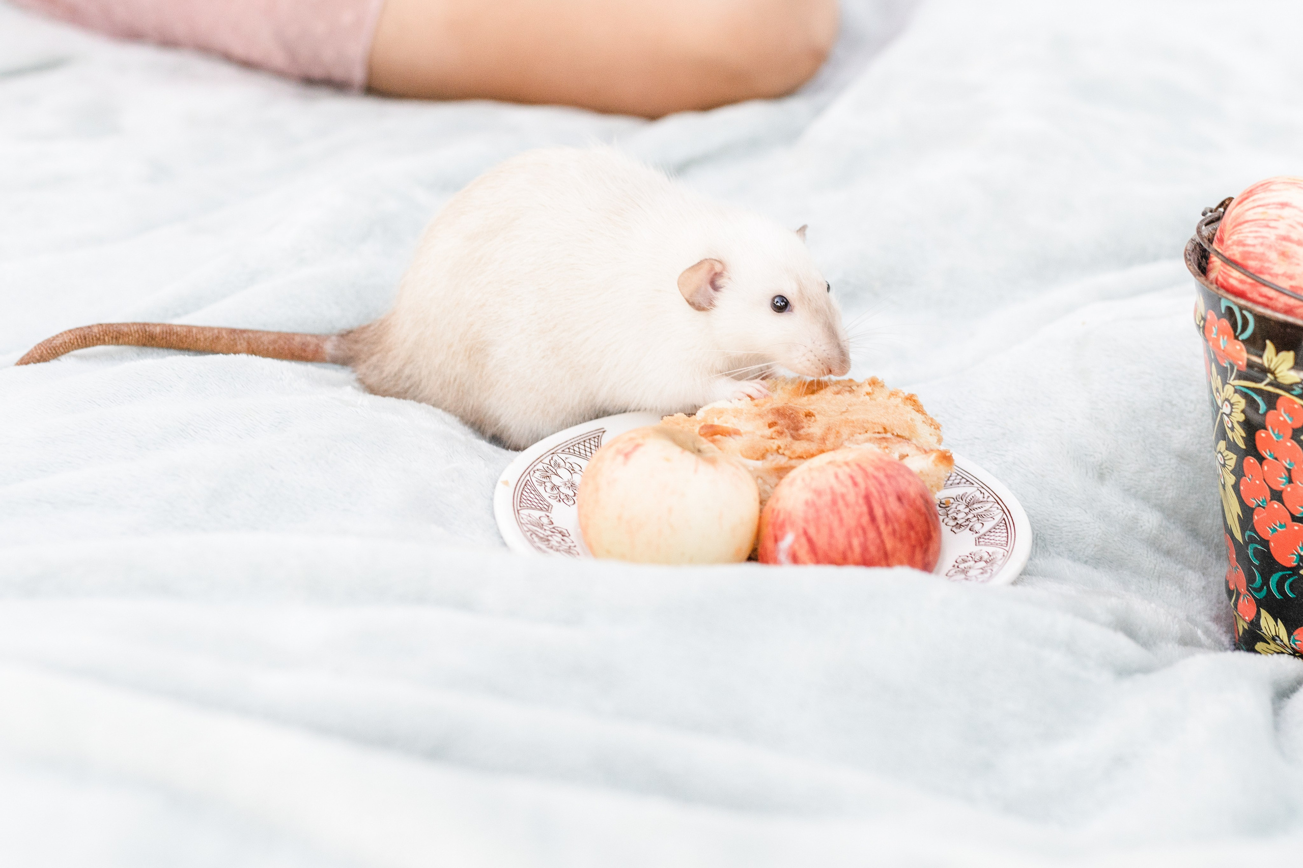 Наташа и её мальчики. Портфолио