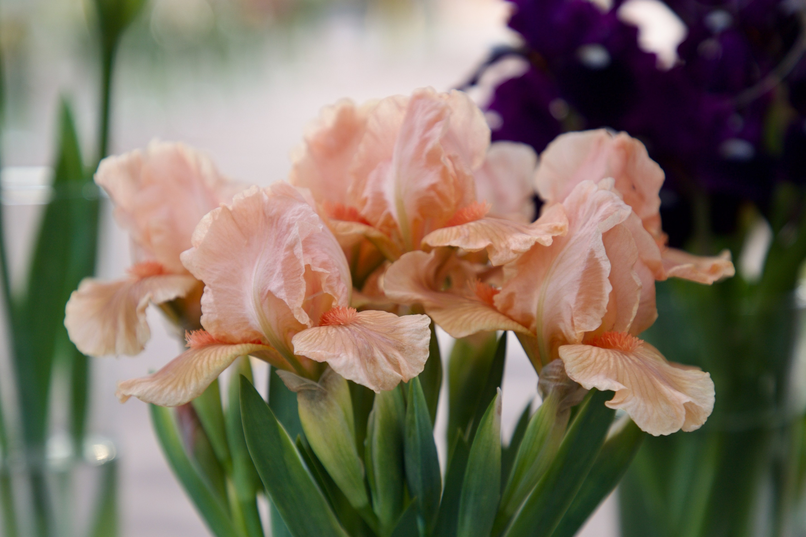 Аптекарский огород. Ирисы. Пионы. Школьные выпускные альбомы в Москве Марина Николаева