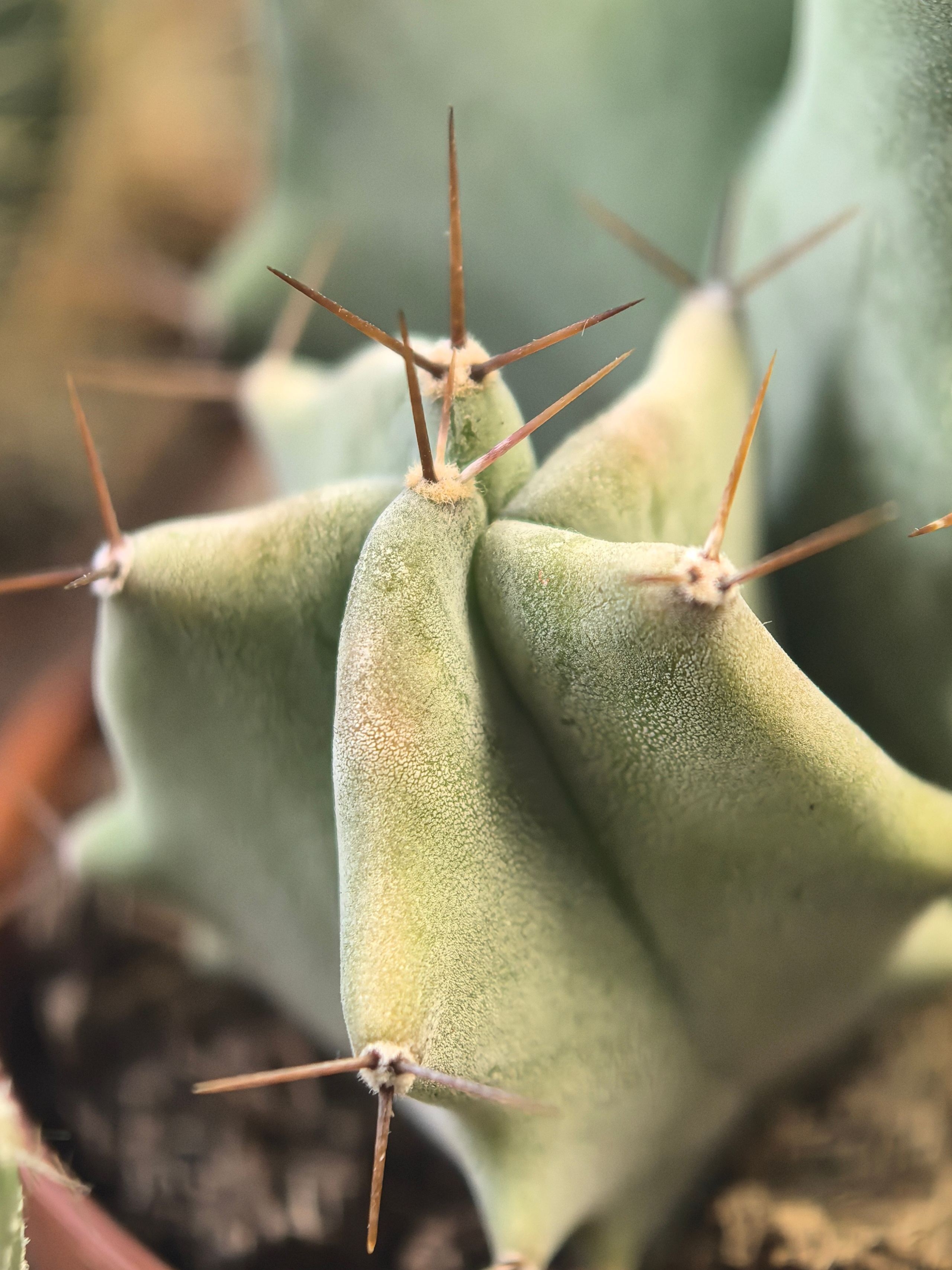 ПочтиМАКРО. Школьные выпускные альбомы в Москве Марина Николаева