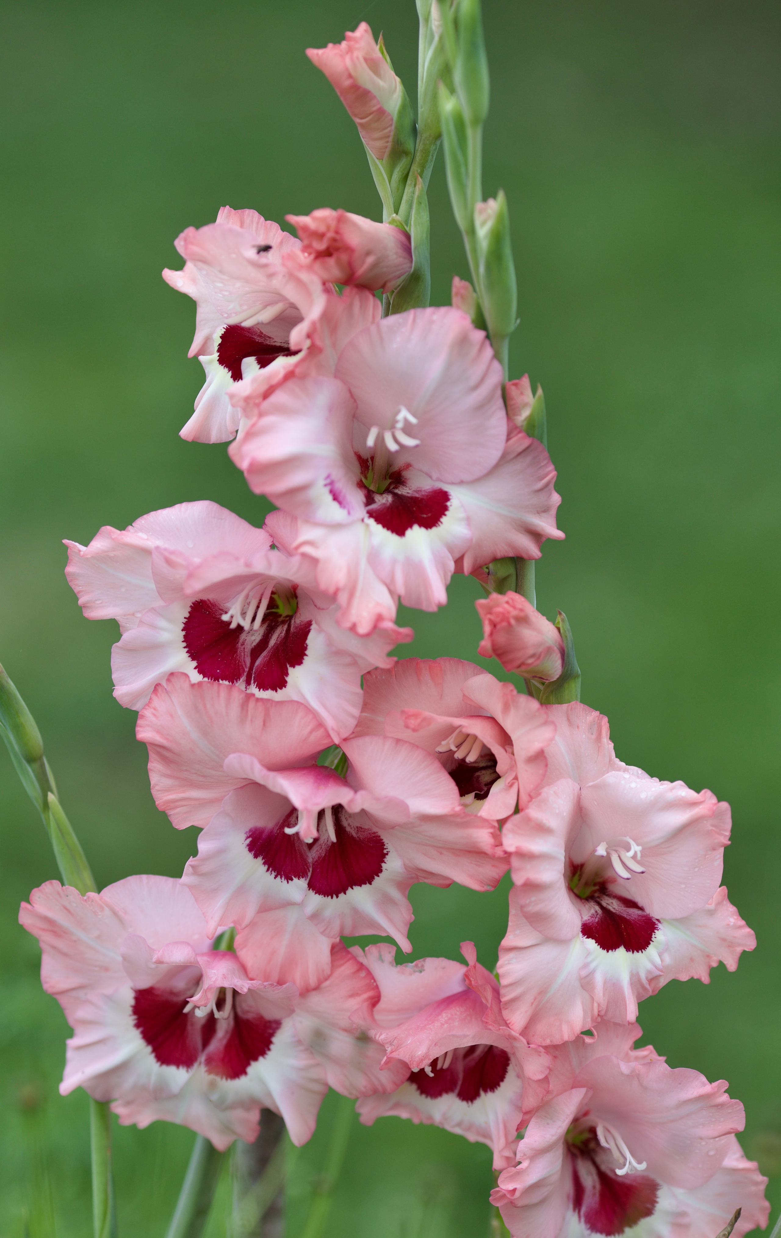 Чудесная природа. Школьные выпускные альбомы в Москве Марина Николаева