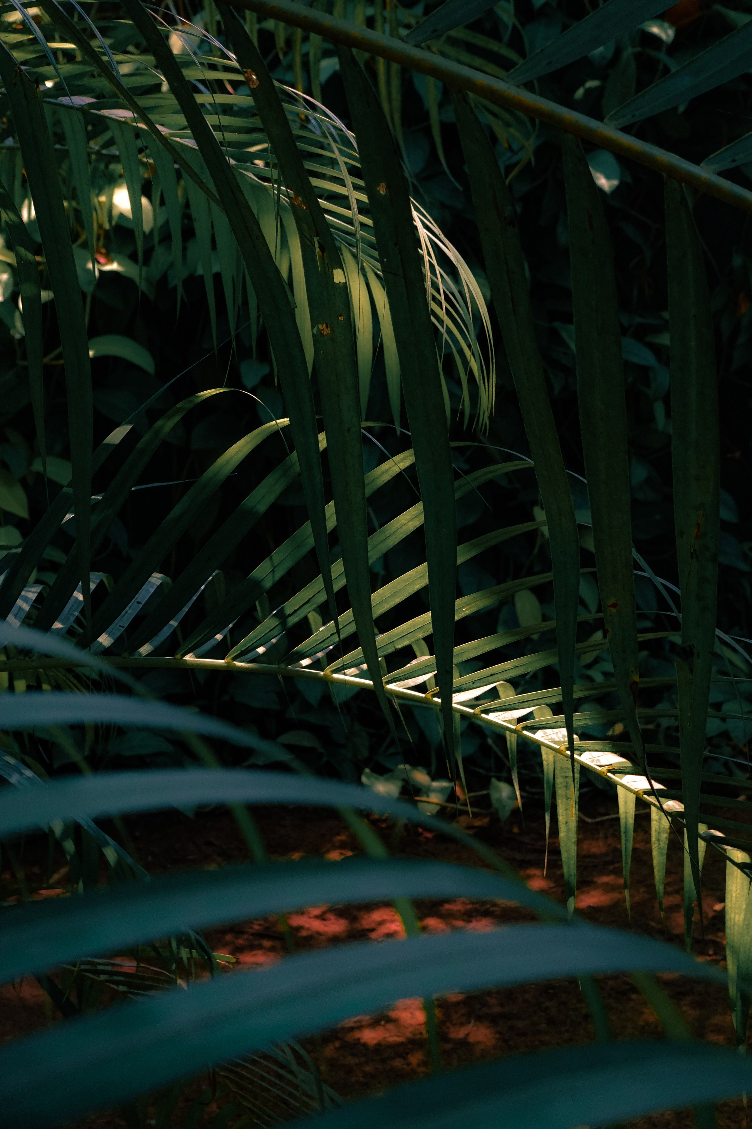 Шри-Ланка. Фотограф Алиса Аспер