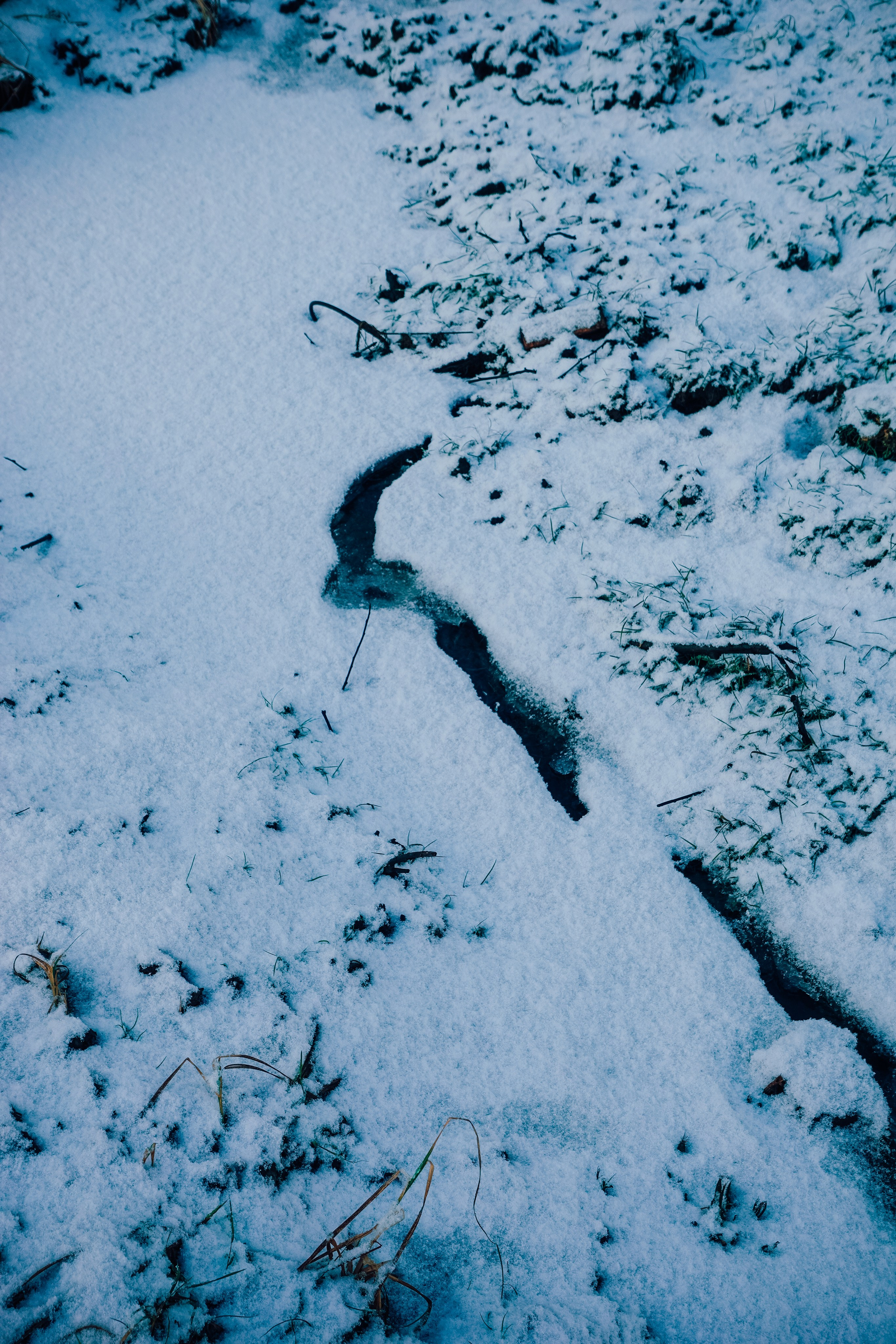 Пленишник. Фотограф Алиса Аспер