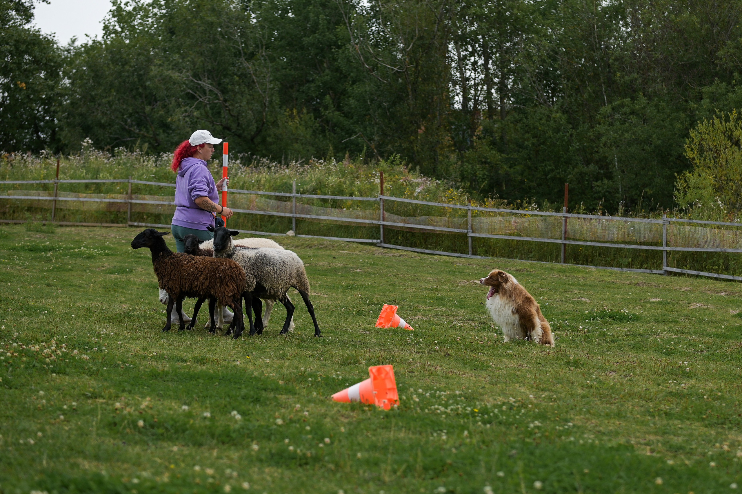 Пастьба собак. Творческий фотограф Вологда