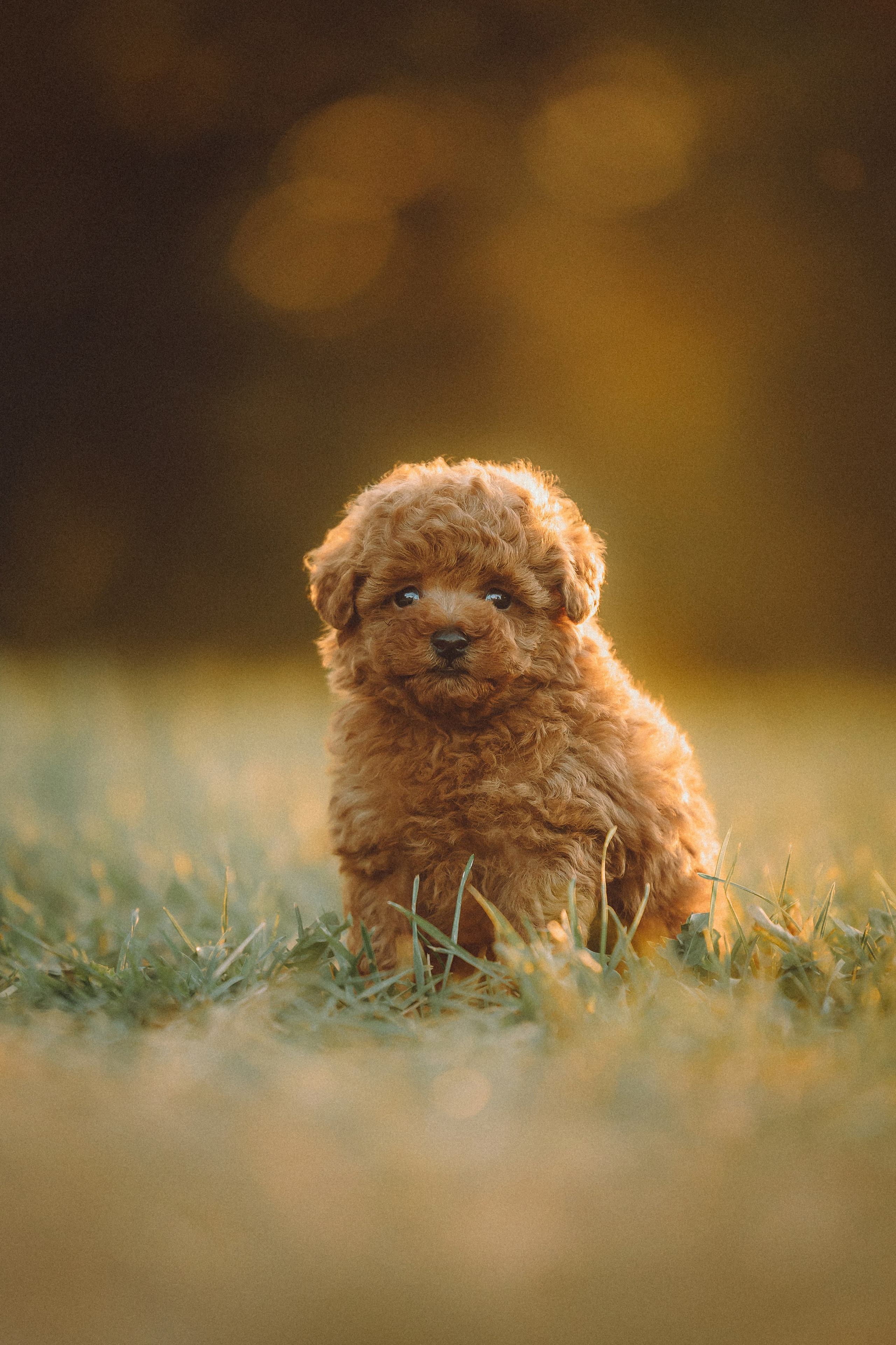 Гречка, Кари и щенки