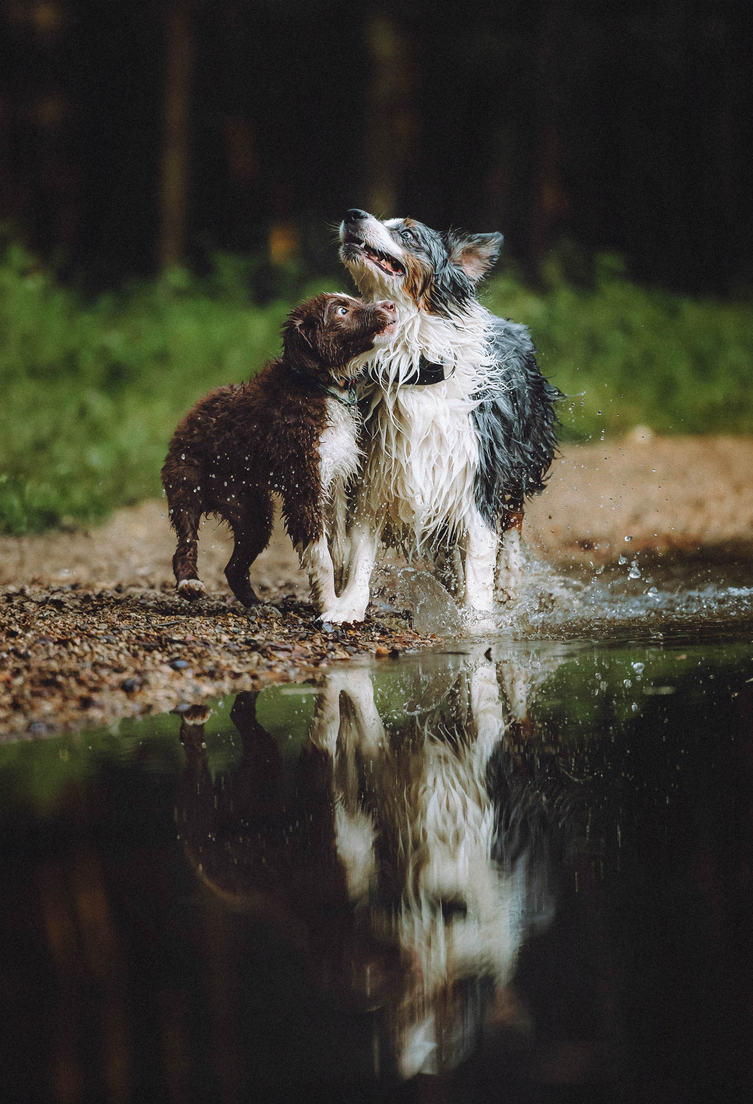 Лена, Принц и Фенек