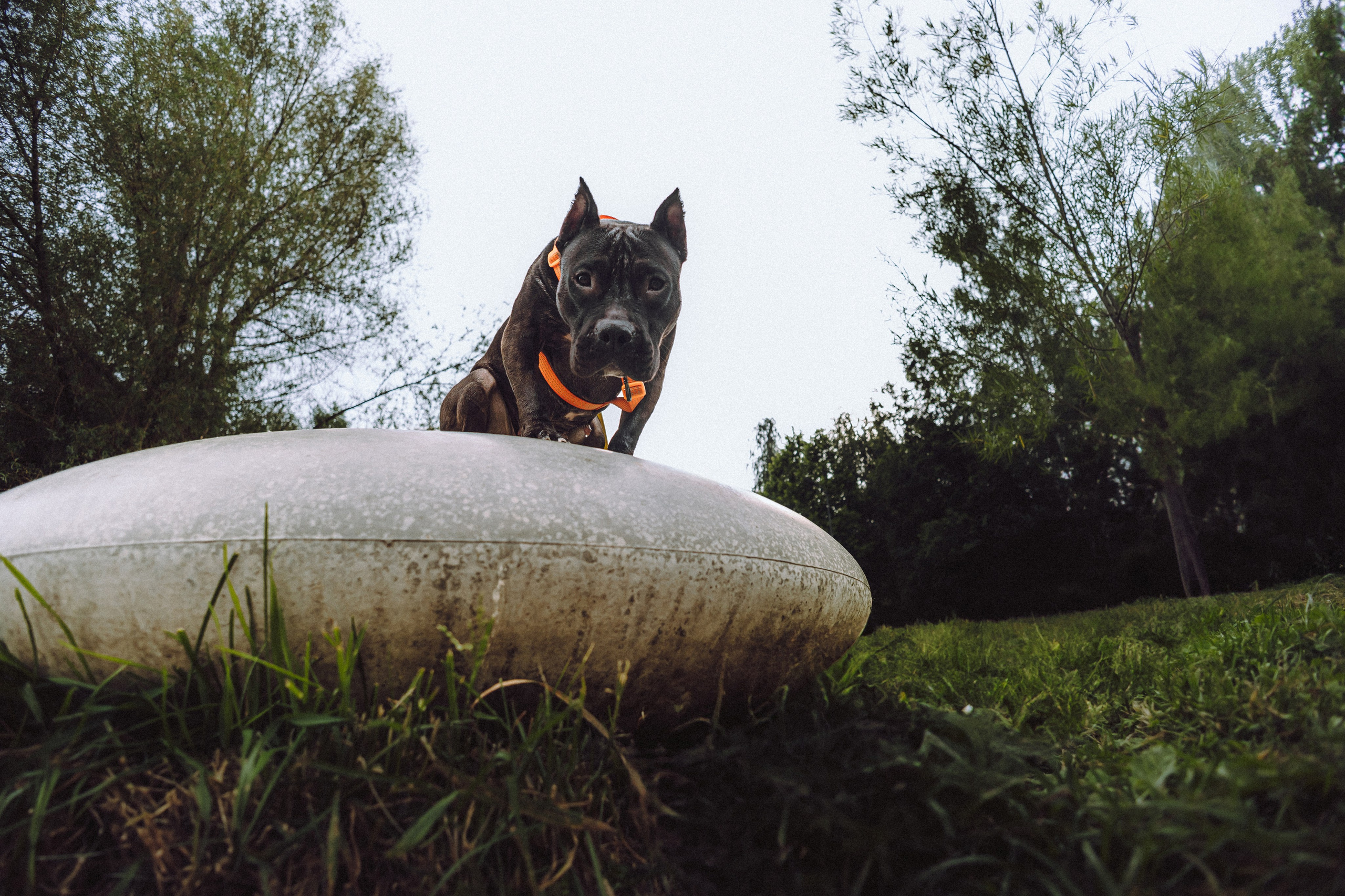 Паша, Хайди и Тея