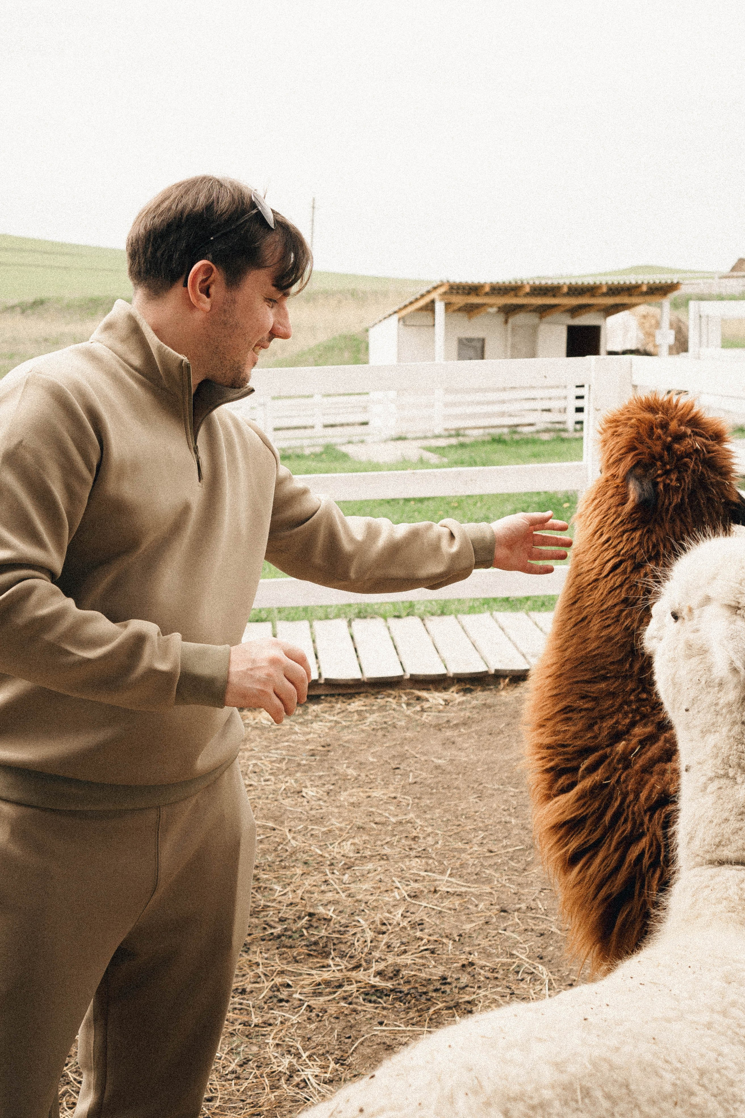Ферма Альпак. Профессиональный фотограф, Санкт-Петербург — Виктория Богомолова
