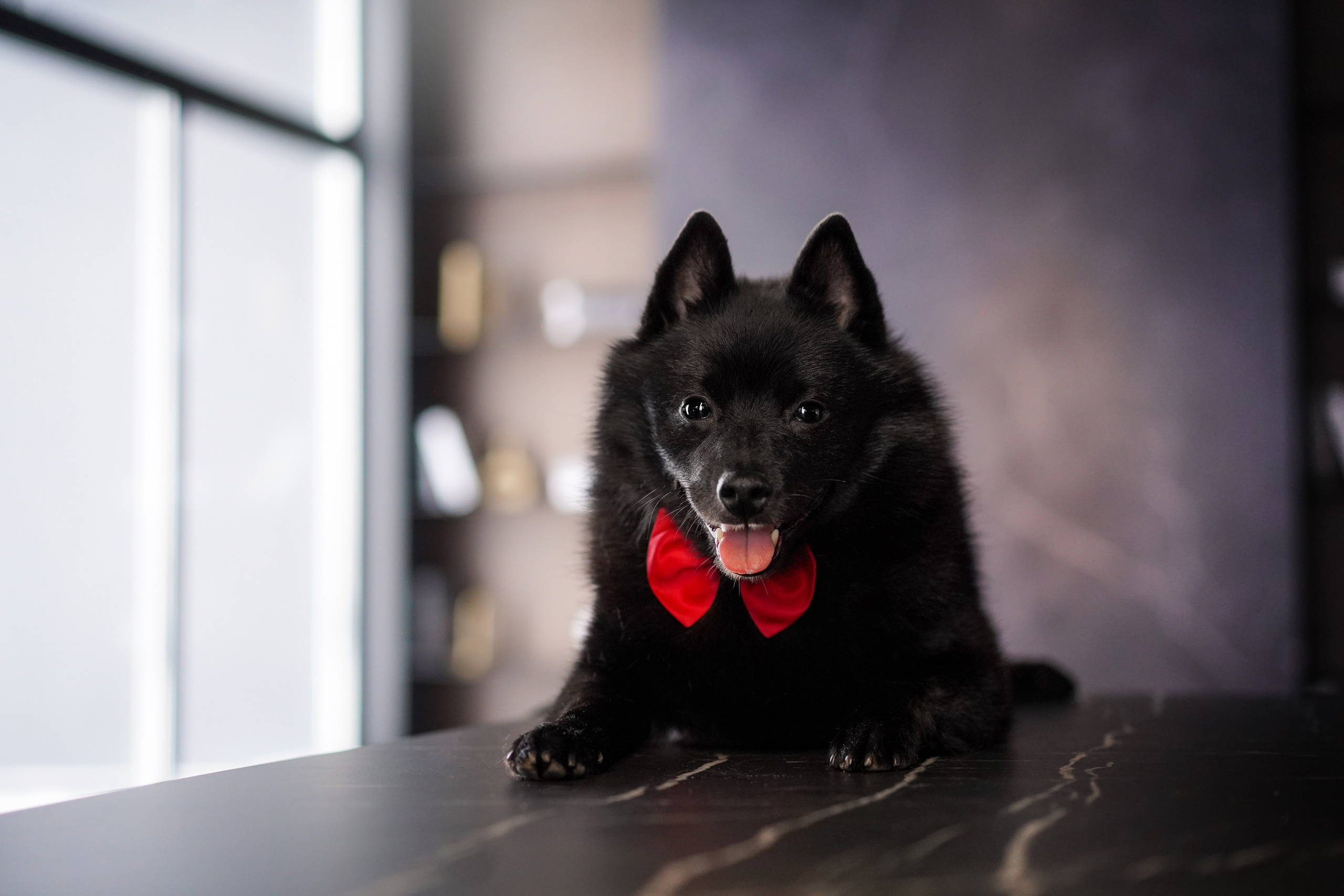 Аня и Майкл. Фотограф-анималист в Санкт-Петербурге Яна Мартынова